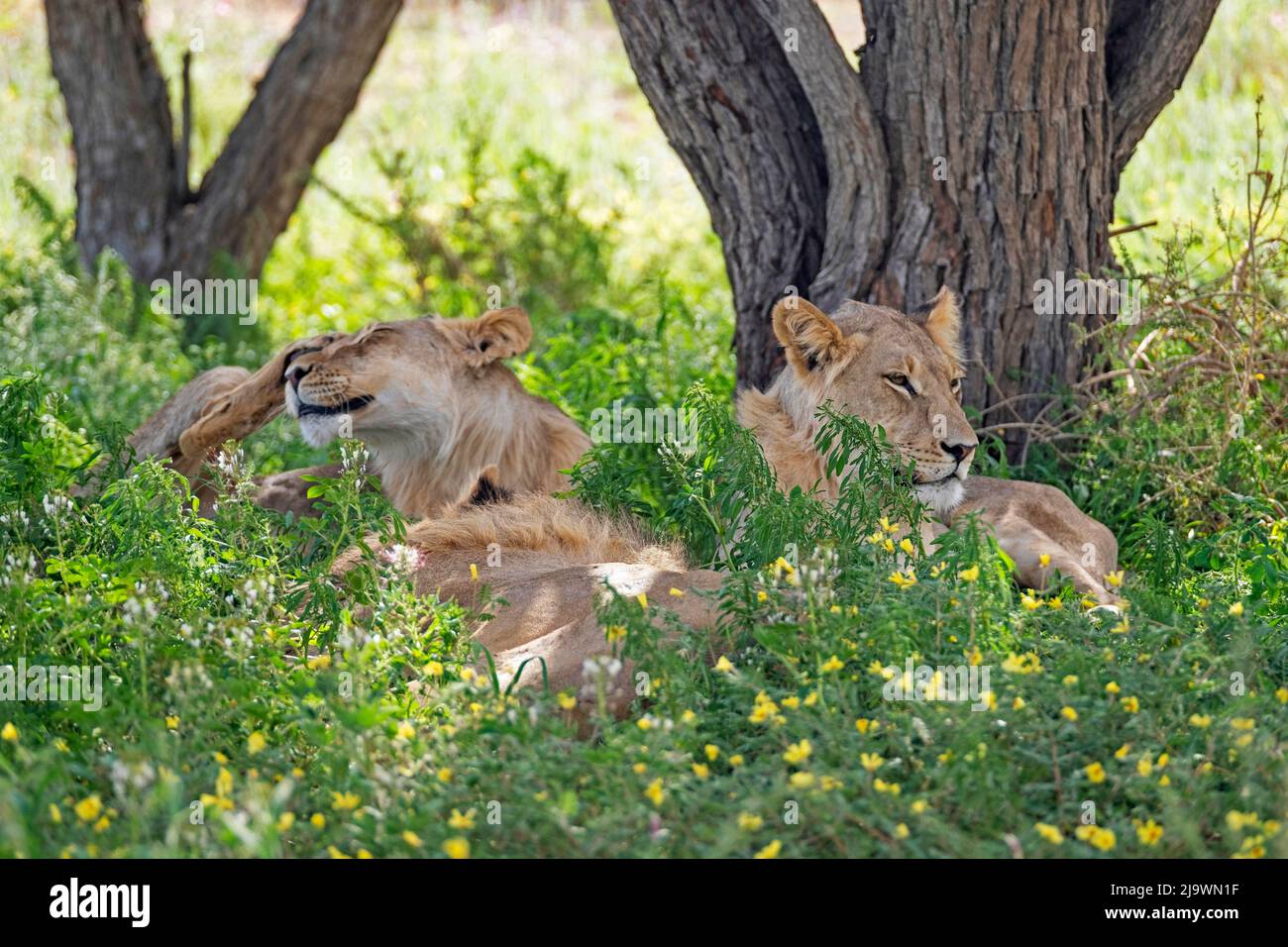 Drei junge afrikanische Löwen (Panthera leo) ruhen in der Kalahari-Wüste, im Kgalagadi Transfrontier Park, Provinz Nordkap, Südafrika Stockfoto