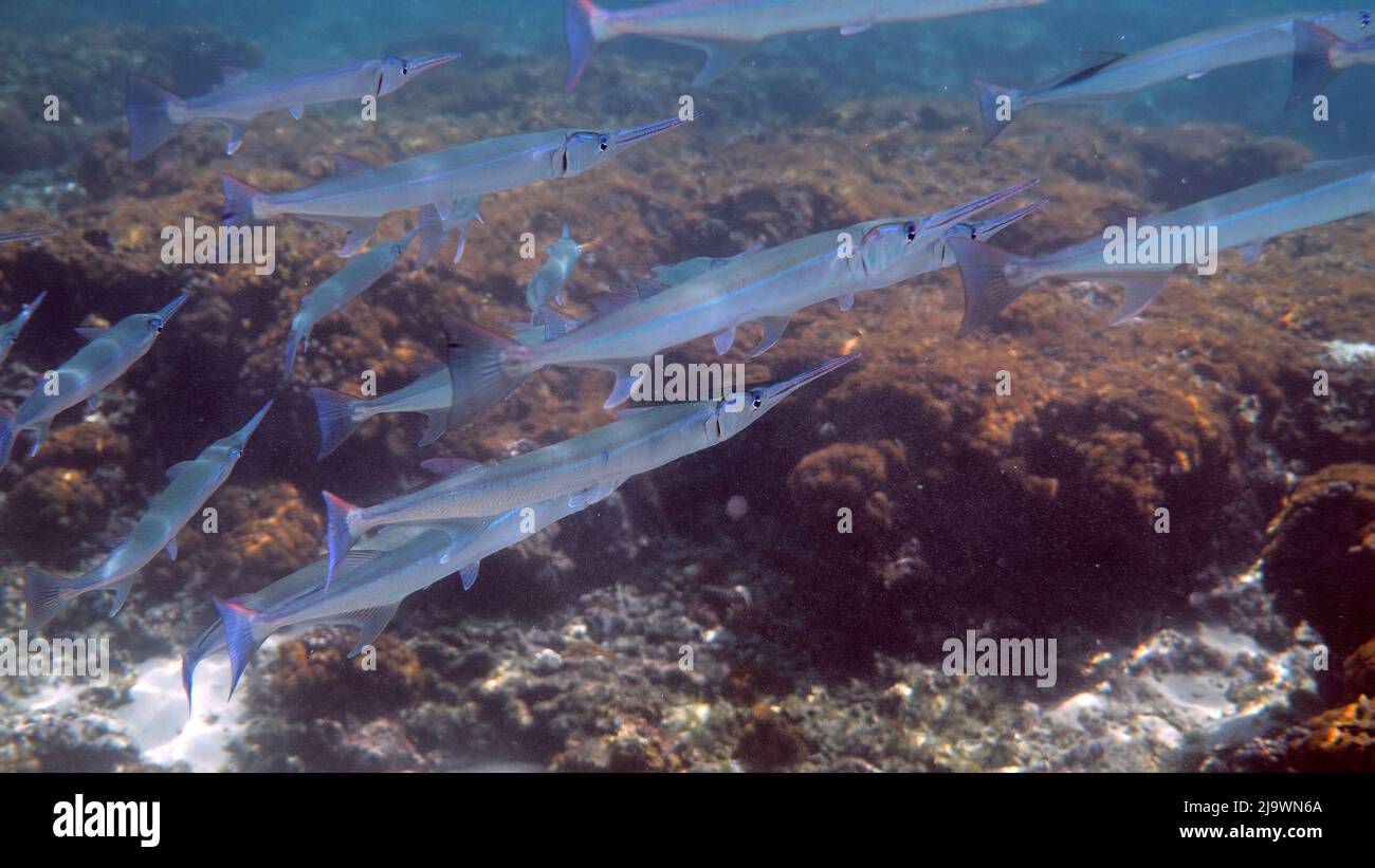 Schule von Fotoleichen oder Belonidae, die auf einem Korallenriff jagen. Schnorcheln Tauchen und Tauchen Hintergrund. Unterwasser-Video von marinen Wildtieren. Gruppe Stockfoto