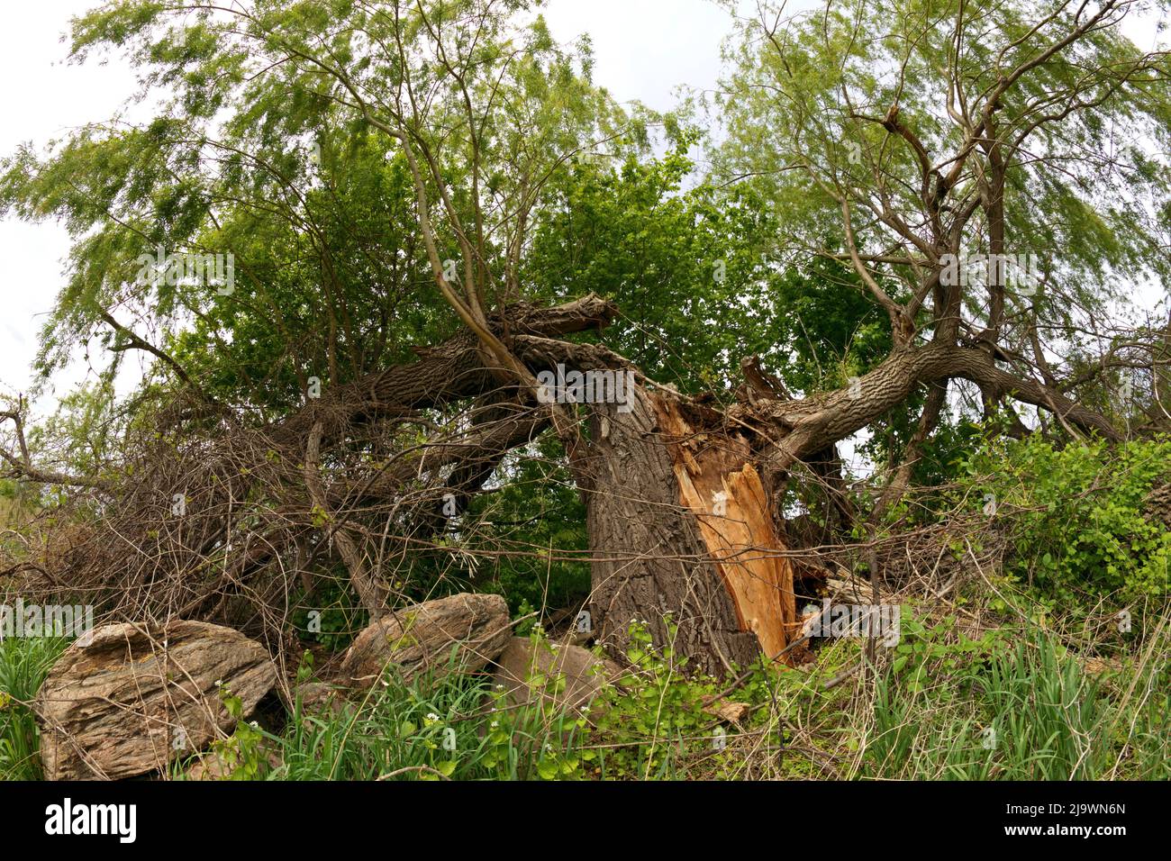 Prächtige riesige Weidenbaum Split und gebrochen in einem Bauernfeld Stockfoto