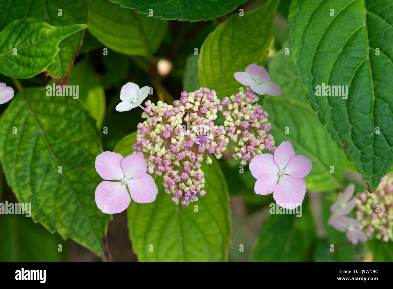 Rosa Blüten von Purple Lacecap, Hydrangea macrophylla Stockfoto