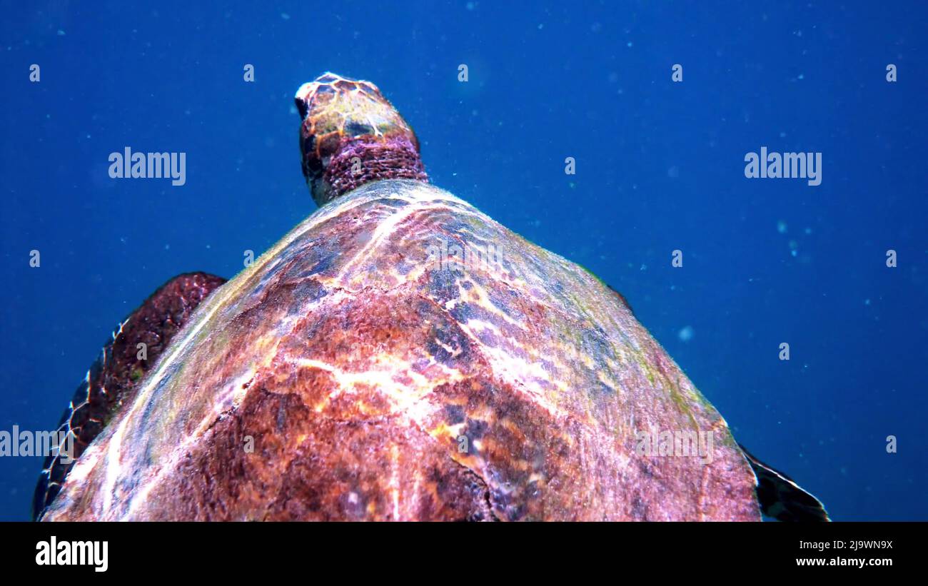 Hawksbill Meeresschildkröte in Thailand beim Tauchen und Schnorcheln unter Wasser gesehen. Großes Schildkrötentier, Unterwasserleben, tropische Schildkröte in freier Wildbahn Stockfoto