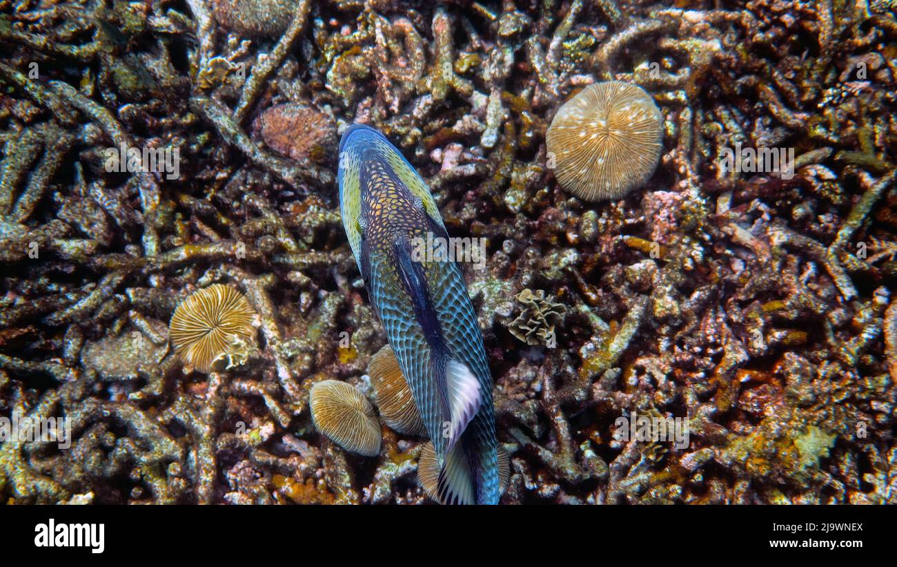 Unterwasserfoto von Titan-Triggerfisch oder Balistoides viridescens im Golf von Thailand. Riesige tropische Fische schwimmen zwischen Riff. Wilde Natur. Tauchen Stockfoto