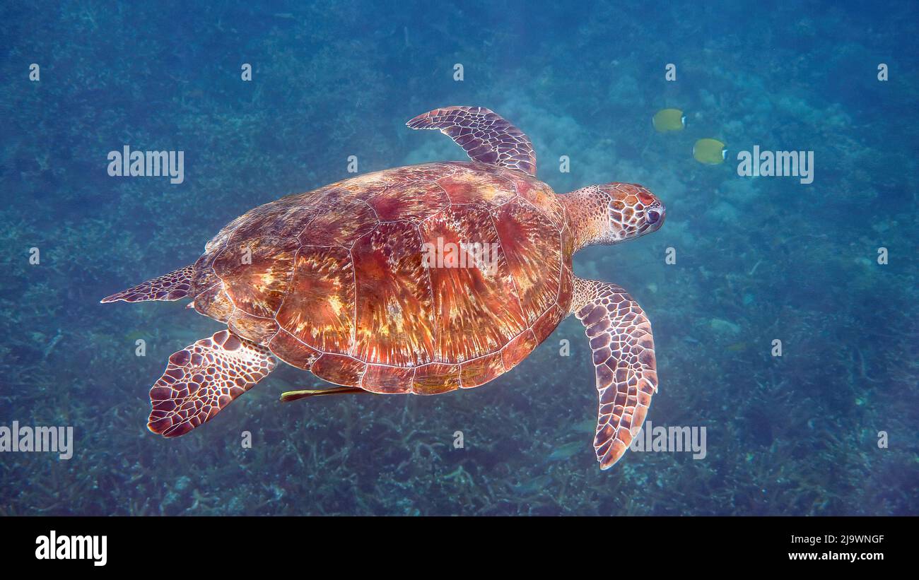 Unterwasserfoto der grünen Meeresschildkröte, die langsam beim Tauchen oder Schnorcheln zwischen tropischen Korallenriffen schwimmte. Wildes Meerestier in der Natur und im Meer Stockfoto
