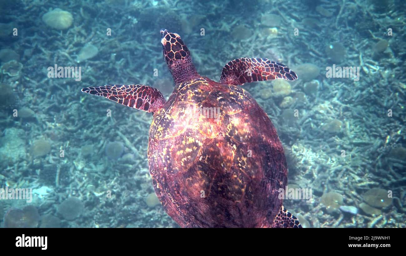 Hawksbill Meeresschildkröte in Thailand beim Tauchen und Schnorcheln unter Wasser gesehen. Großes Schildkrötentier, Unterwasserleben, tropische Schildkröte in freier Wildbahn Stockfoto