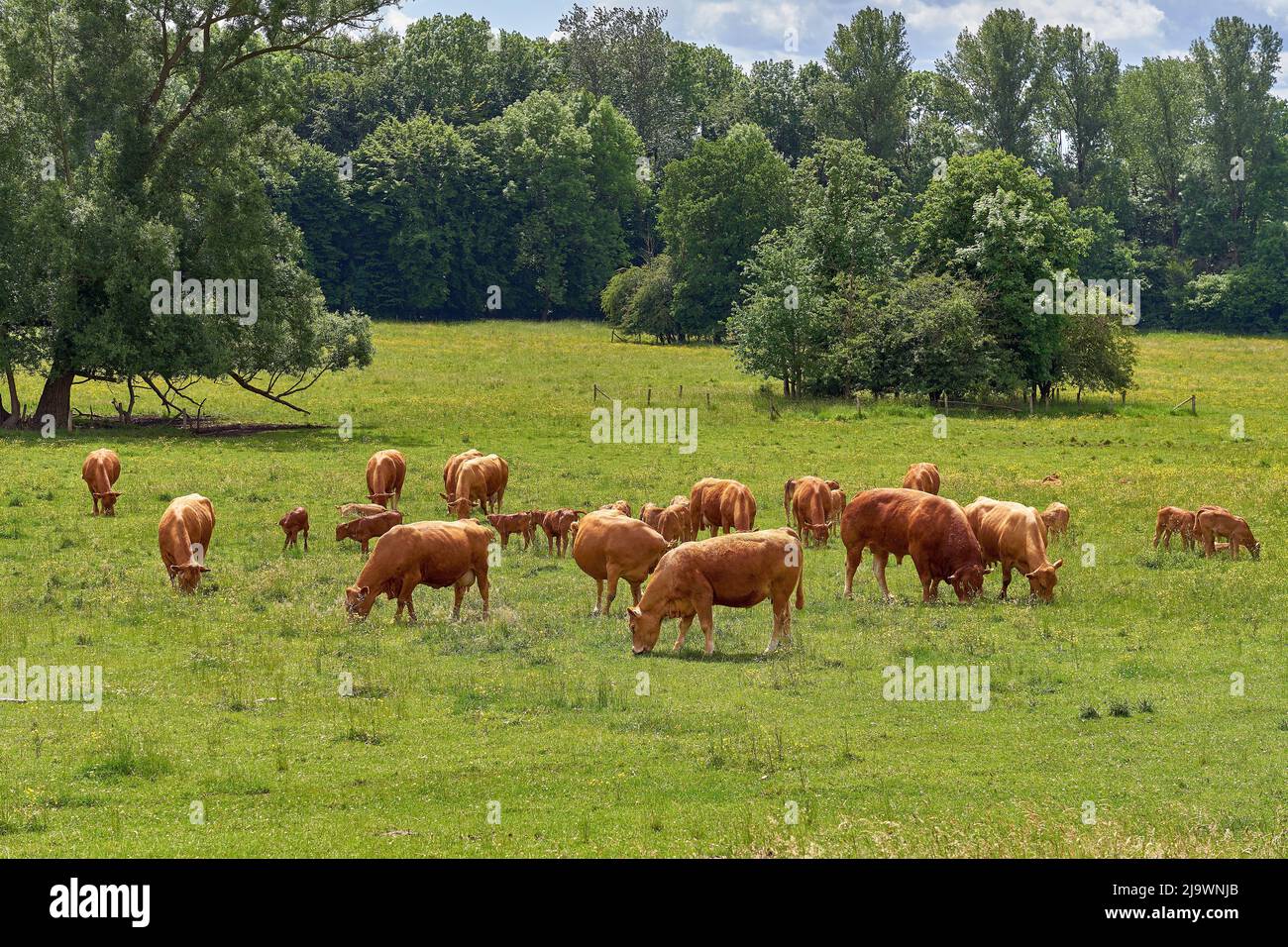 Herde von Kühen. Mutterkühe mit Kälbern und einem Stier grasen auf der Weide. Stockfoto