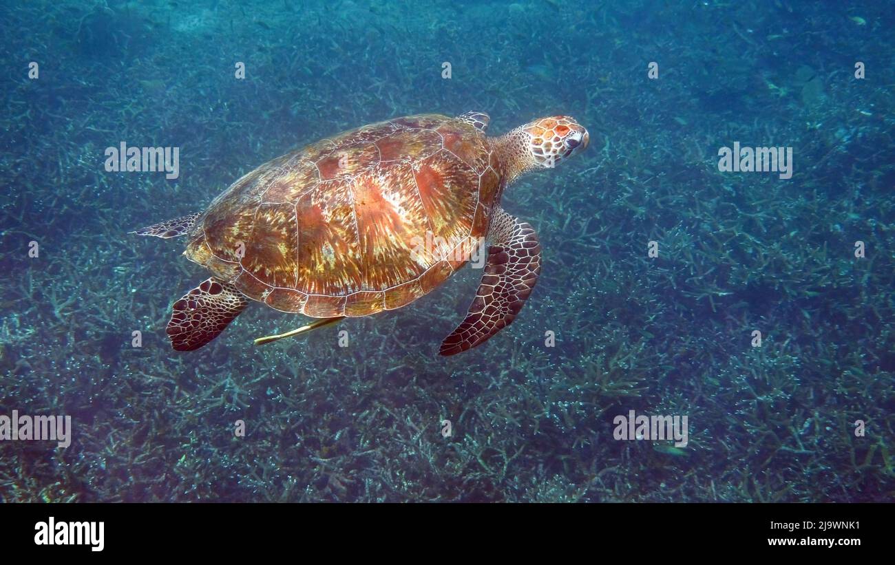 Unterwasserfoto der grünen Meeresschildkröte, die langsam beim Tauchen oder Schnorcheln zwischen tropischen Korallenriffen schwimmte. Wildes Meerestier in der Natur und im Meer Stockfoto