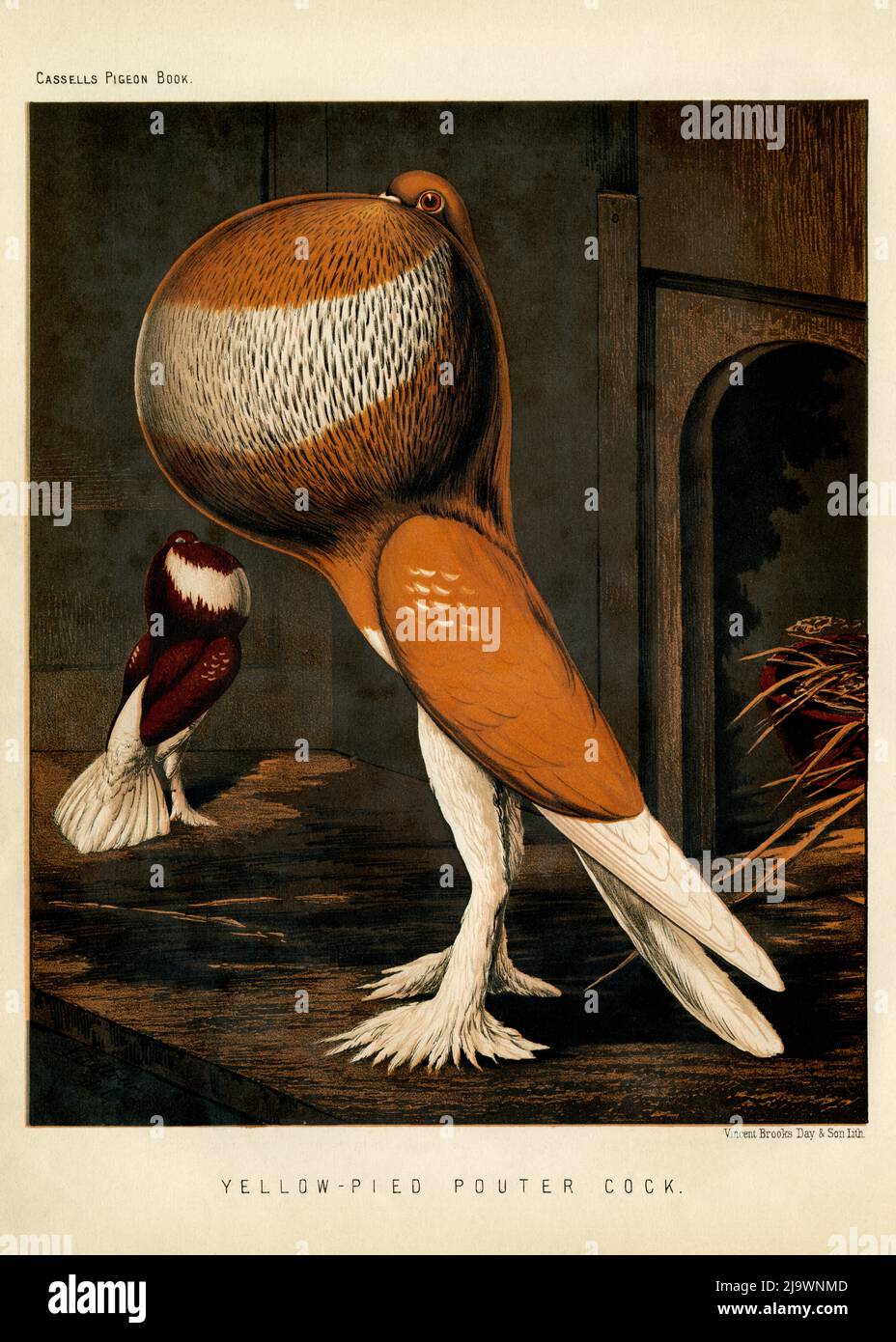 Aufgebläht und pouting: Hochauflösender Scan einer originalen Chromolithographie von ca. 1880, erstellt aus einem Gemälde des britischen Künstlers Joseph Williamson Ludlow (1840–1916) für das illustrierte Buch der Tauben mit Standards für die Beurteilung, auch bekannt als „Cassell's Pigeon Book“. Es zeigt zwei Vögel, einen männlichen Gelbrattenpfeffer im Vordergrund und einen Rote-Rattenpfeffer im Hintergrund, beide mit aufgeblähten Ernten. Der seltene Band, veröffentlicht von Cassell, Petter und Galpin, wurde von Robert Fulton geschrieben und von Lewis Wright herausgegeben. Stockfoto