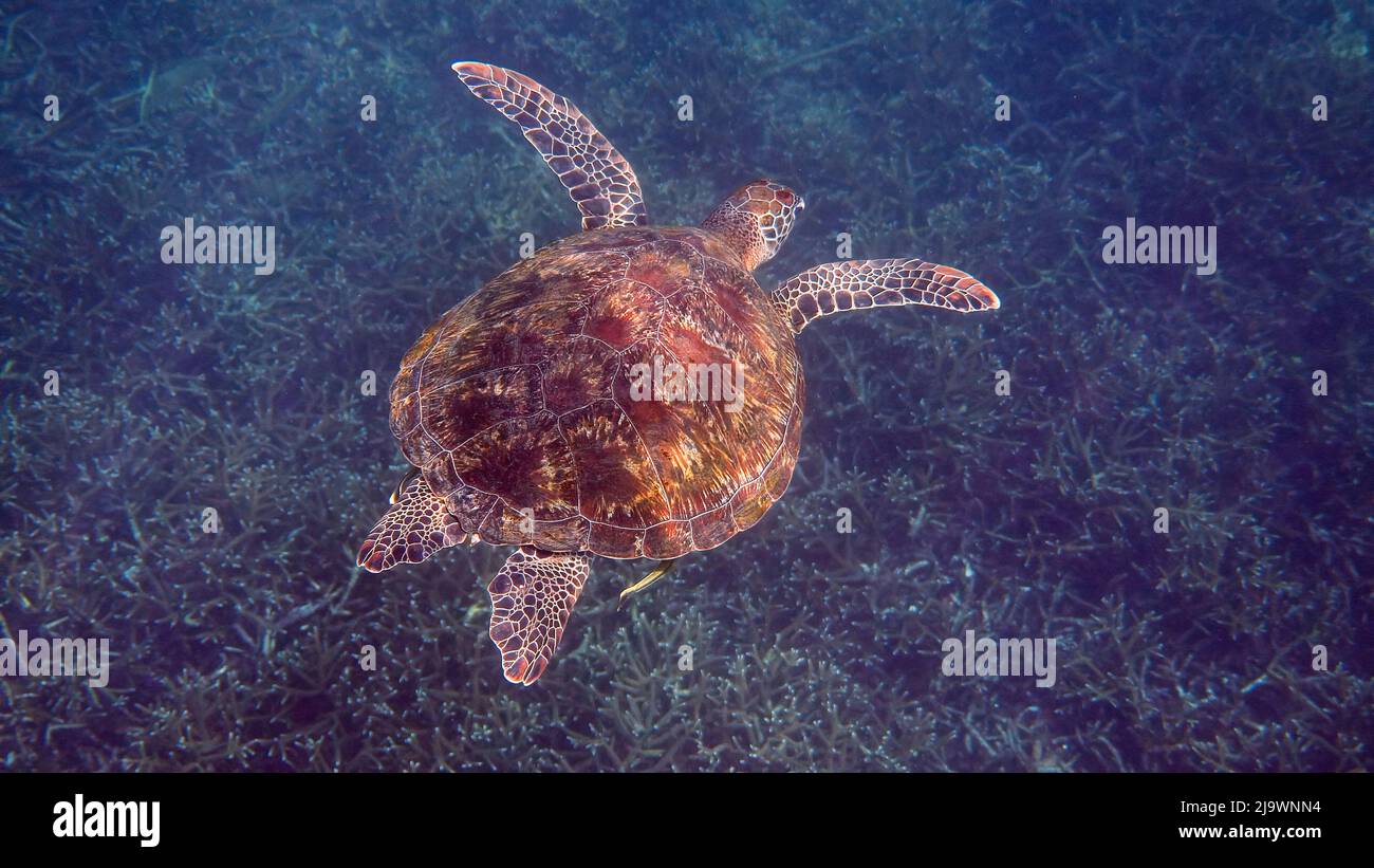 Unterwasserfoto der grünen Meeresschildkröte, die langsam beim Tauchen oder Schnorcheln zwischen tropischen Korallenriffen schwimmte. Wildes Meerestier in der Natur und im Meer Stockfoto