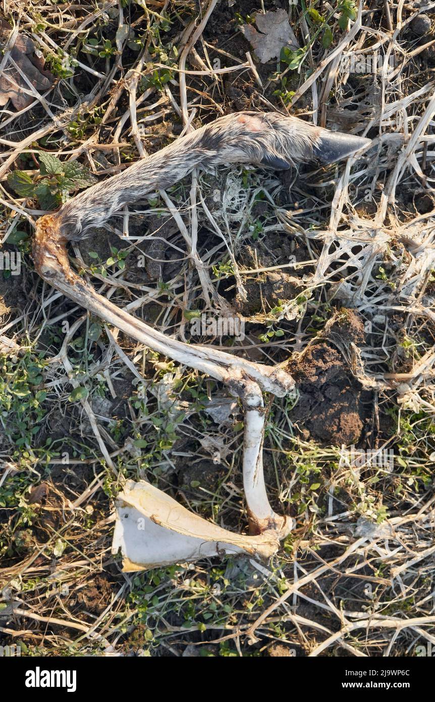 Hirschbein auf einem Feld, das von Wölfen hinterlassen wurde. Stockfoto