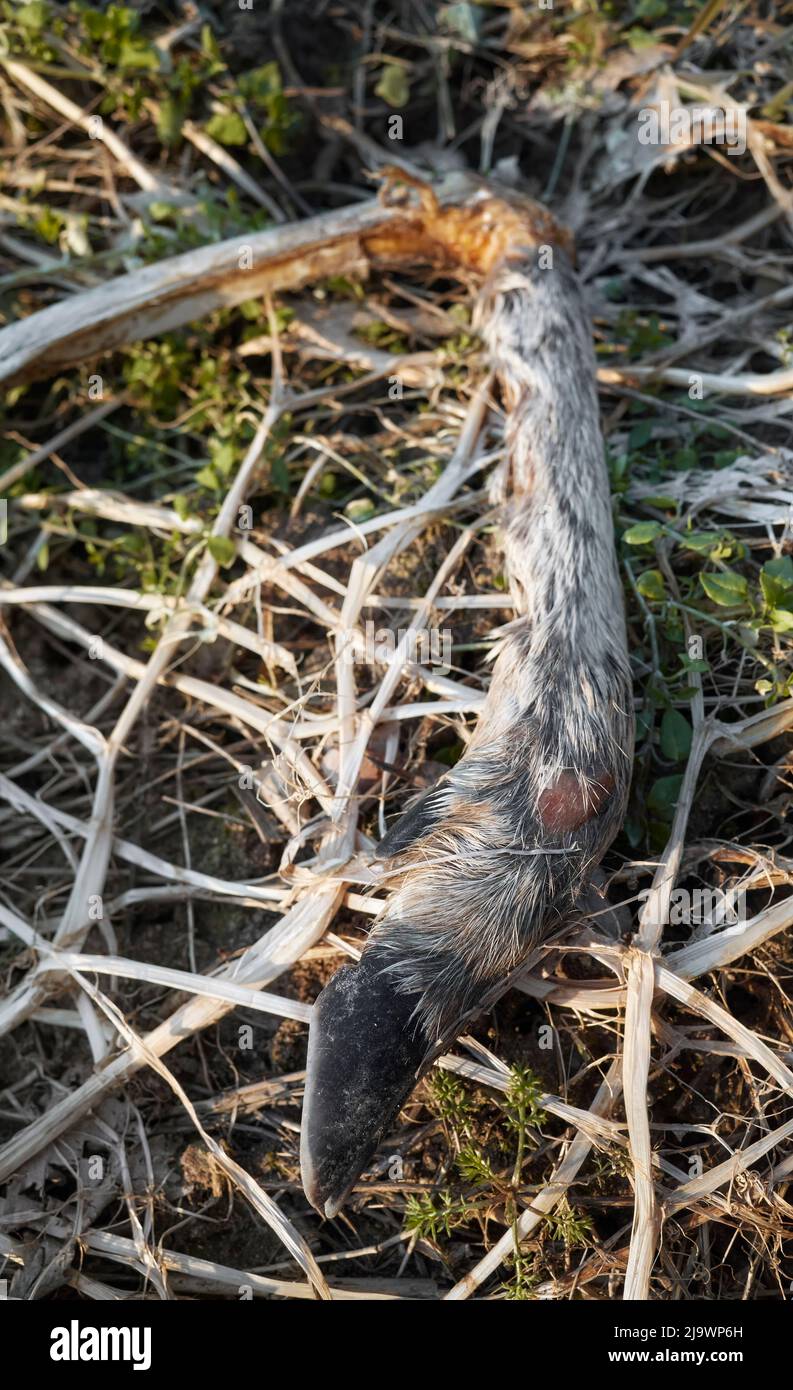 Nahaufnahme eines Hirschbeins auf einem Feld, das von Wölfen hinterlassen wurde, selektiver Fokus. Stockfoto