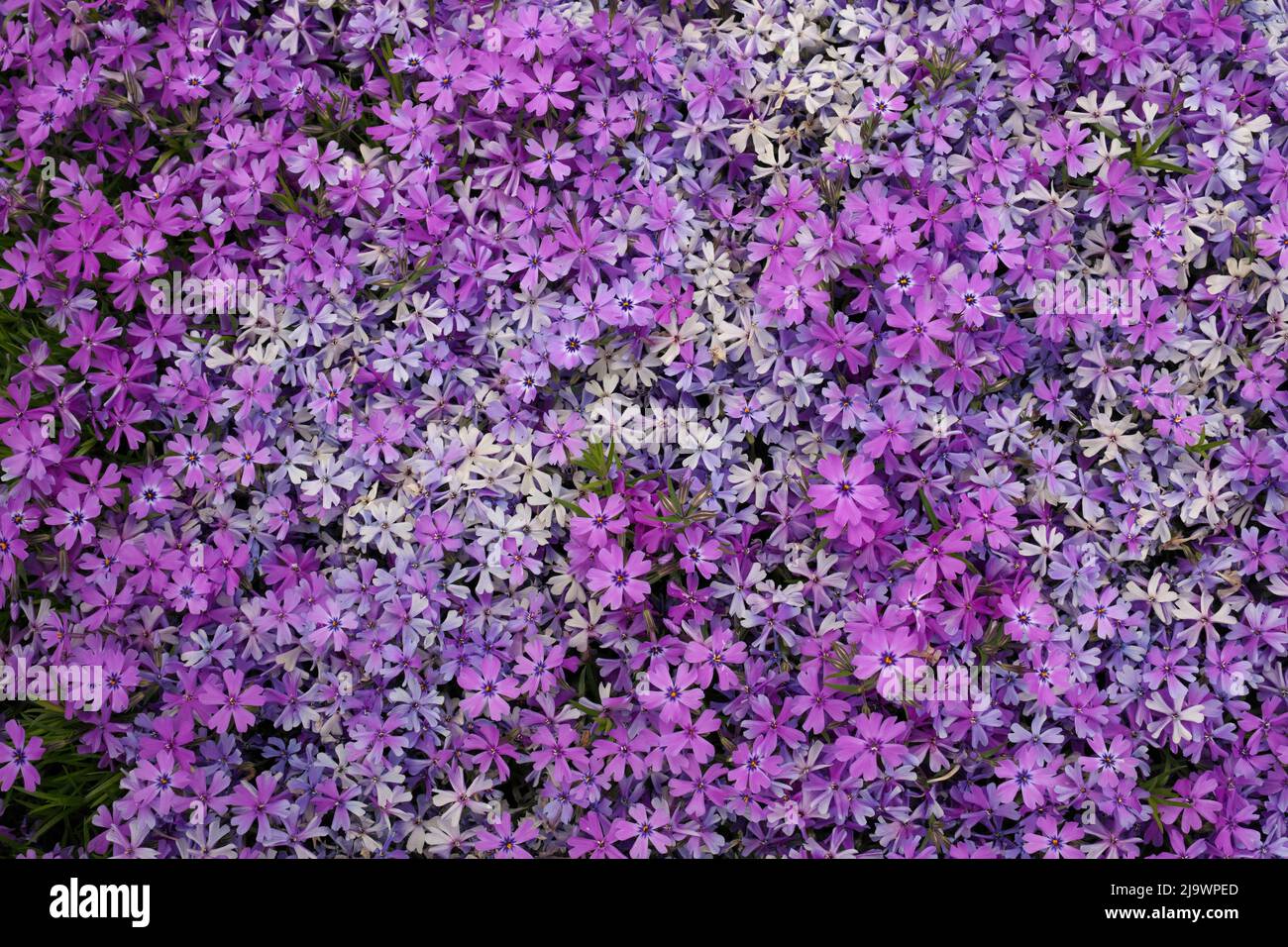 Vollformat-Makro Nahaufnahme der schönen rosa und violetten Phlox-Subulata, Moos Phlox oder schleichenden Phlox Stockfoto