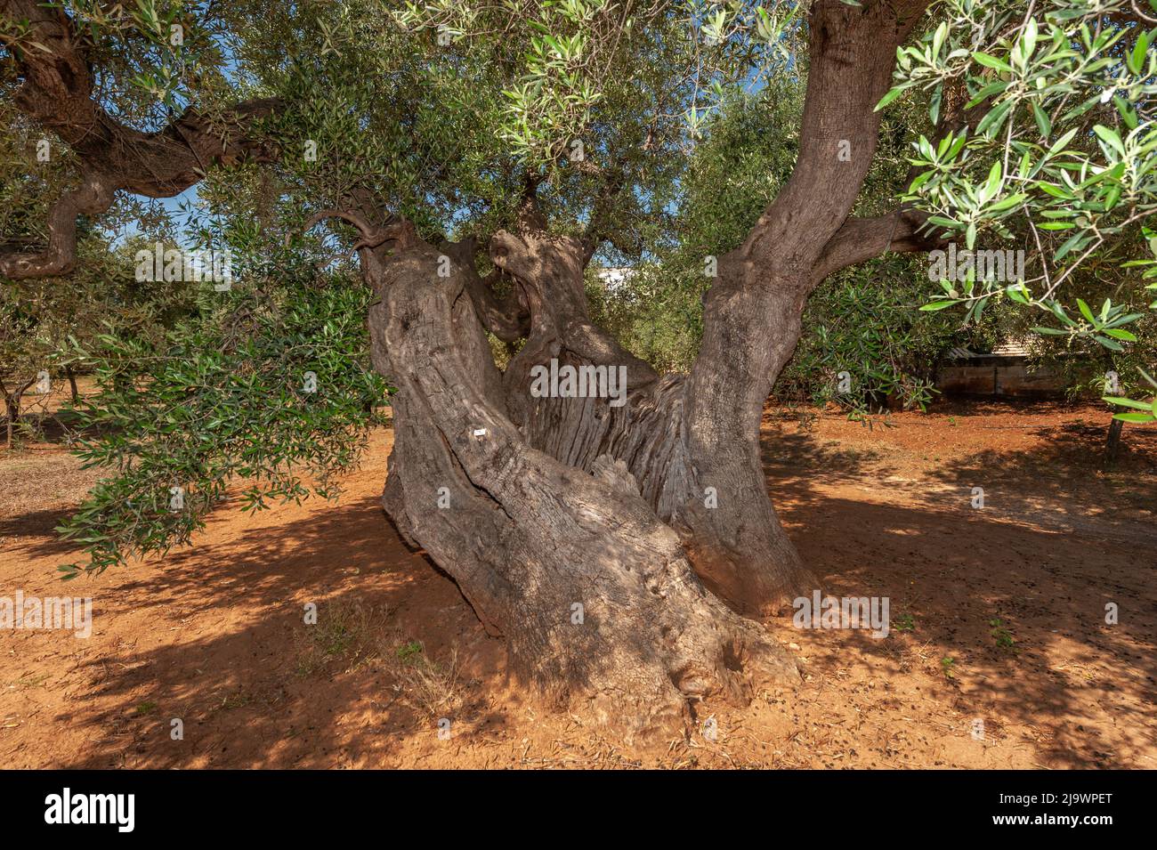 Alter Olivenbaum in Apulien bei Fasano, Provinz Brindisi Stockfoto