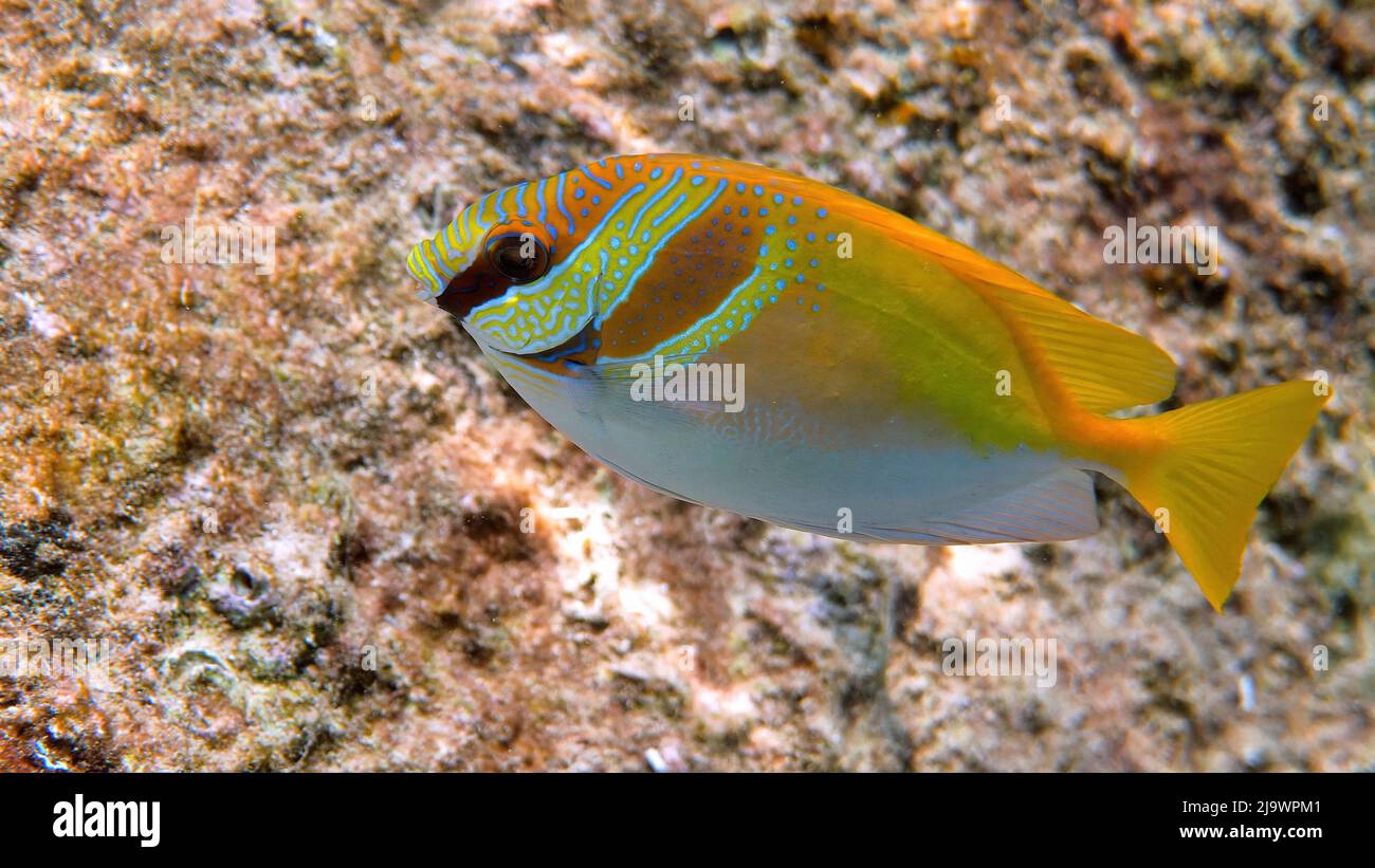 Virgate Rabbitfish oder siganus virgatus oder zwei barred Rabbitfish schwimmen zwischen tropischen Korallenriff. Unterwasserfoto von gelben bunten Kaninchenfischen Stockfoto