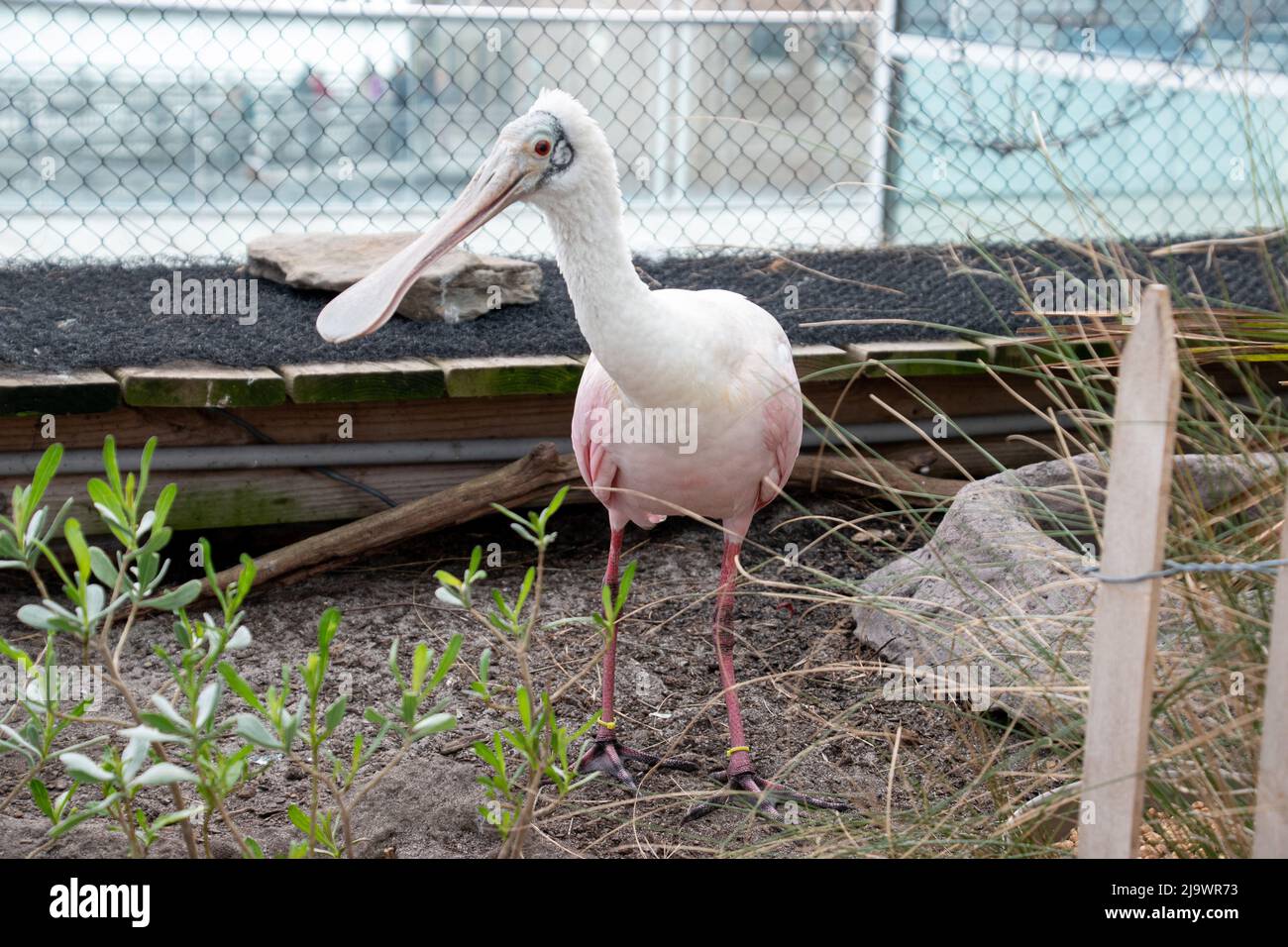 Eine Nahaufnahme eines rosa Löffelvogels Stockfoto