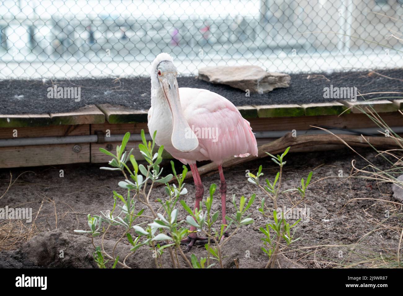 Eine Nahaufnahme eines rosa Löffelvogels Stockfoto