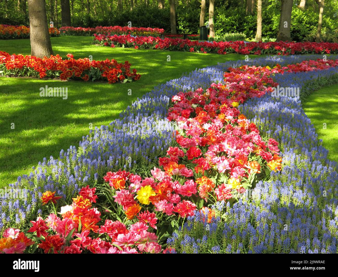 Farbtupfer aus den 7 Millionen Tulpenbirnen, die jährlich im Keukenhof Park in den Niederlanden für eine der größten Blumenschauen Europas gepflanzt werden. Stockfoto
