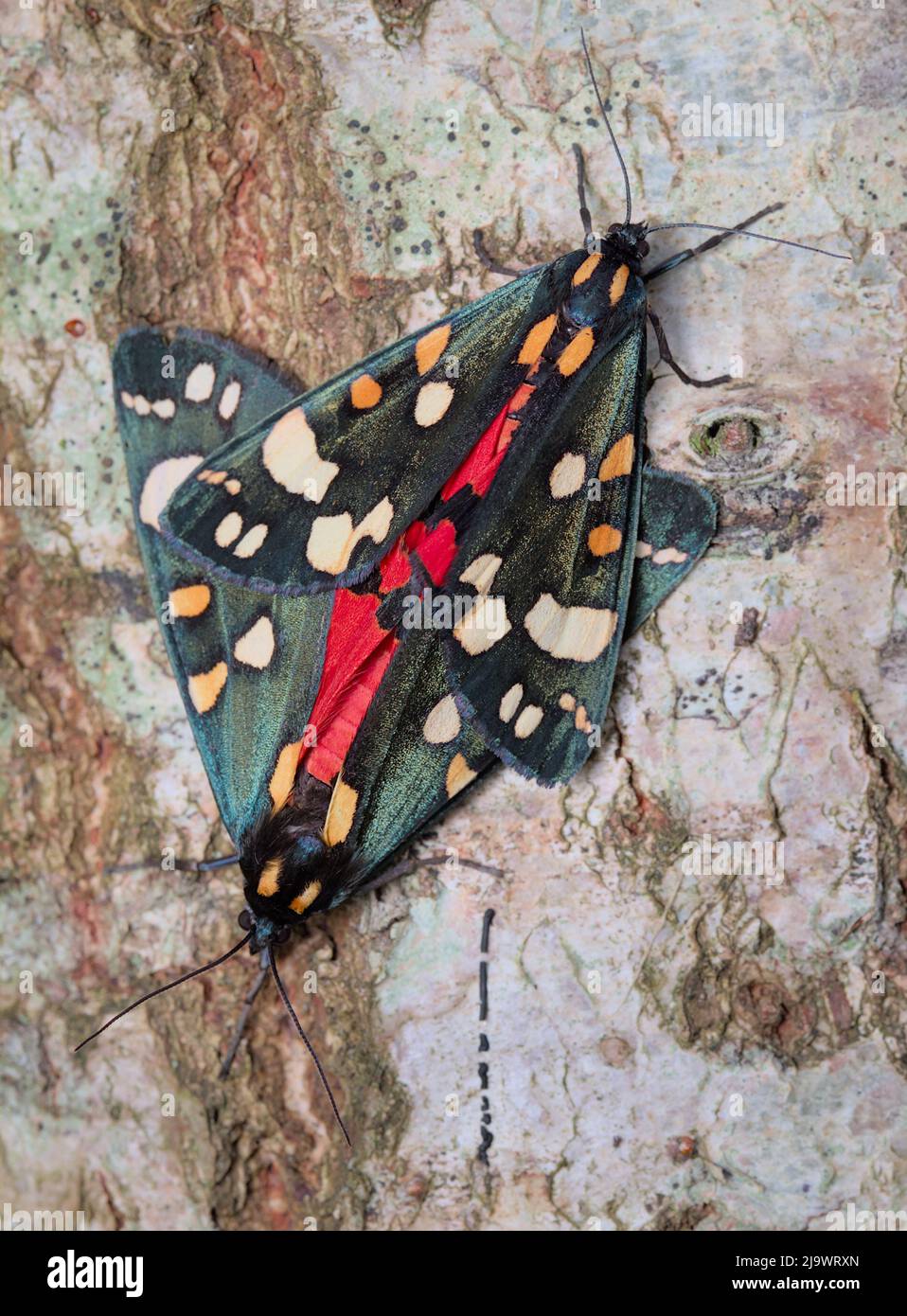 Paar sich paarende scharlachrote Tiger-Motten, Callimorpha dominula, auf Einem Baumstamm, New Forest UK Stockfoto