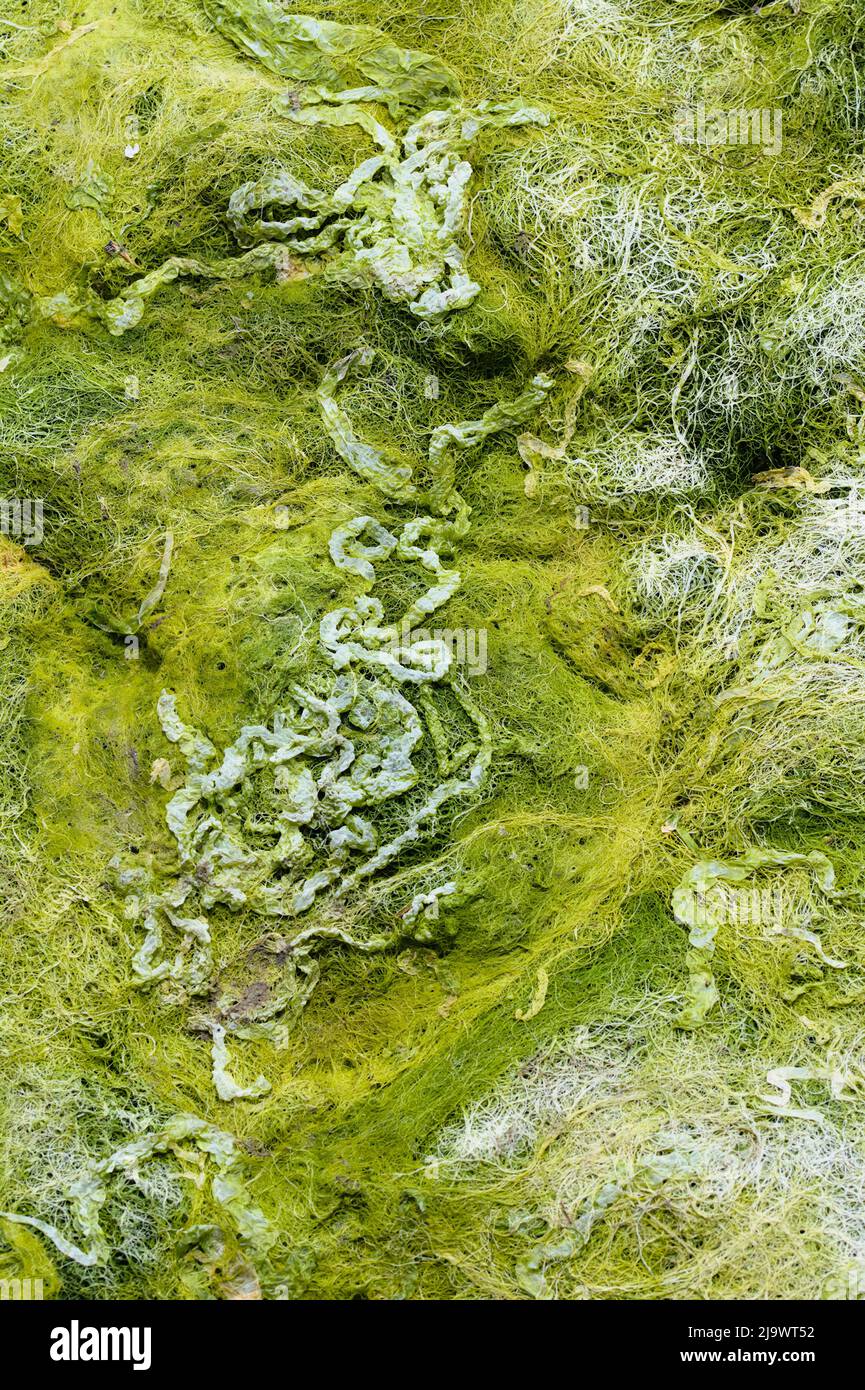 Ausgetrocknete Matte aus verschiedenen Arten von Sea Weed, Christchurch UK Stockfoto