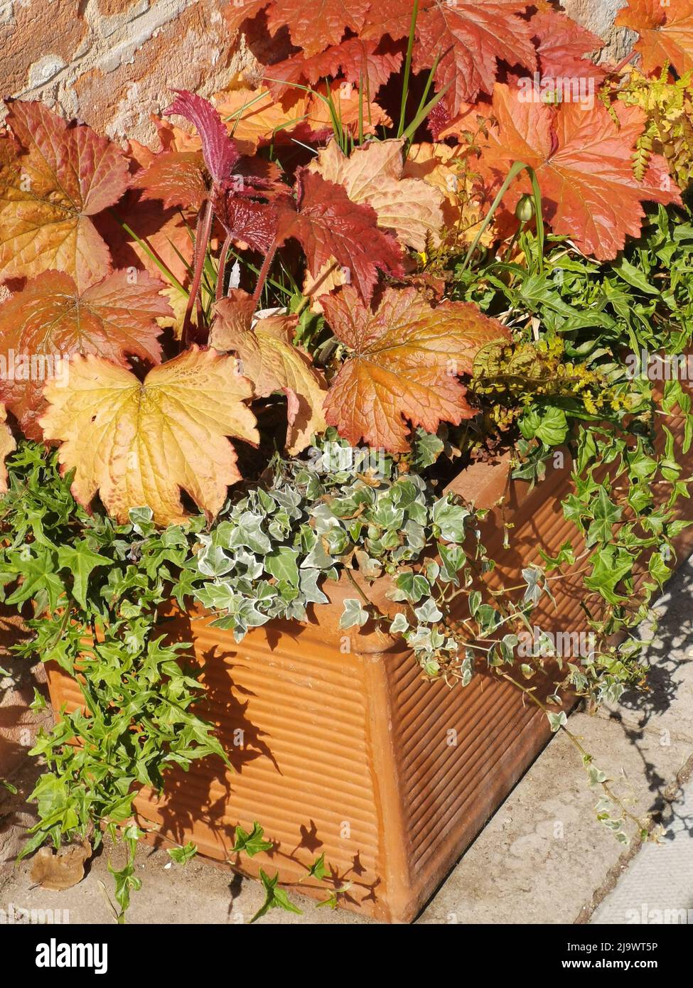 Vertikales Bild mit verschiedenen roten und orangen heuchera-Blättern und Efeu im Topf Stockfoto