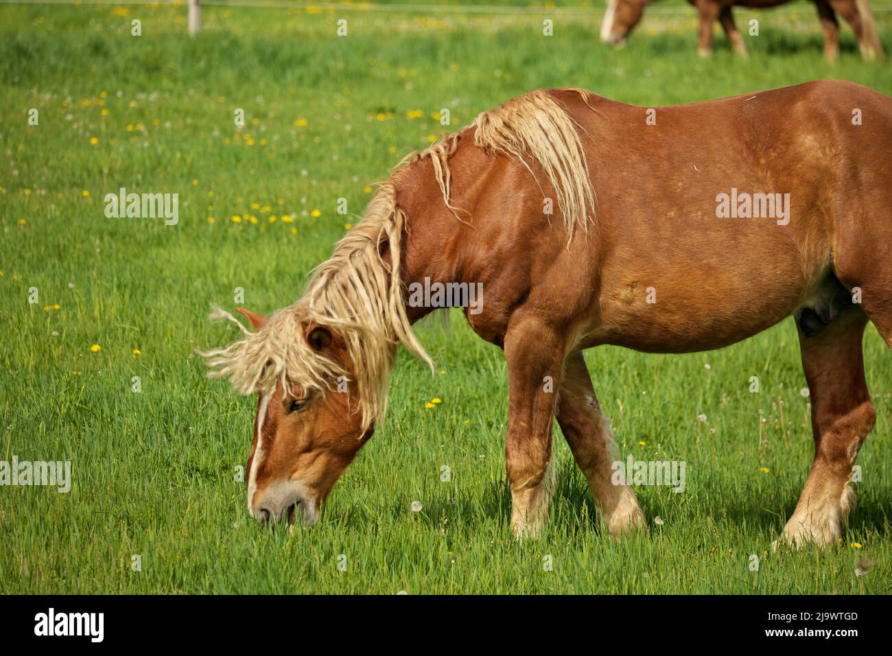 Ein männlicher Flaxen Chestnut Horse Hengst, der an einem sonnigen Tag auf einer Weide grast Stockfoto