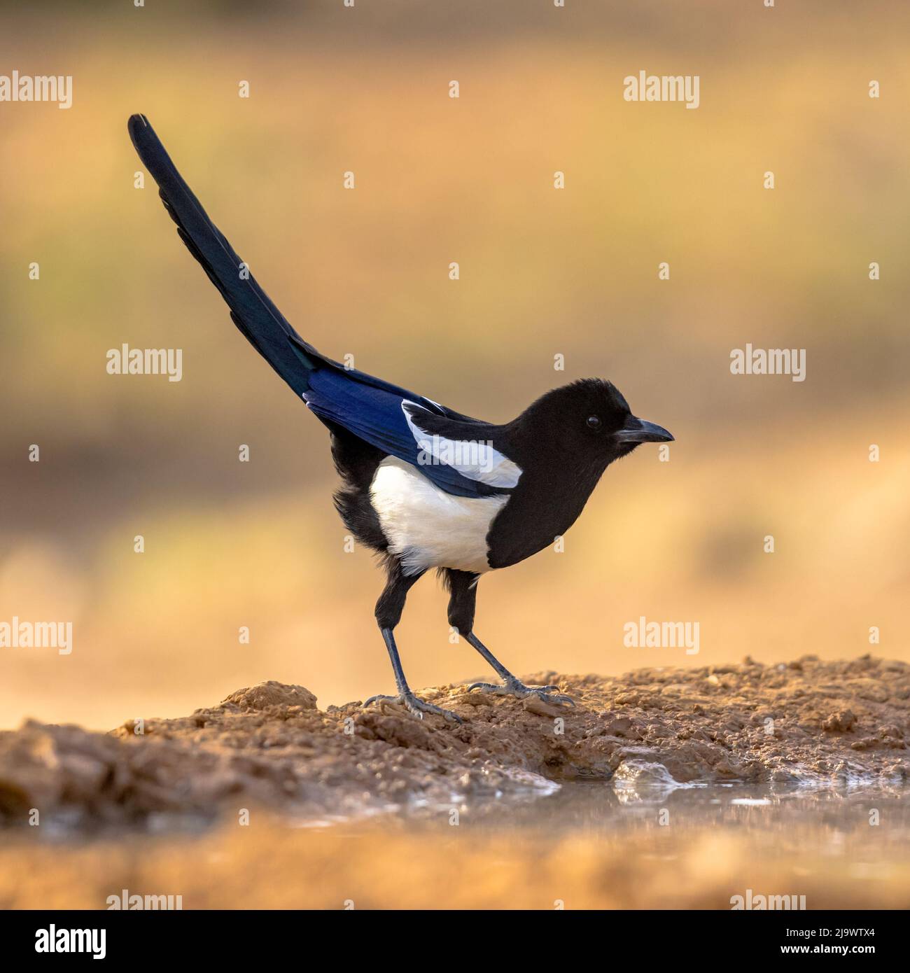 Eurasische Magpie (Pica pica), die in Sand auf hellem Hintergrund thront und die Kamera in Extremadura, Spanien, anschaut. April. Wildlife Szene der Natur in Europ Stockfoto