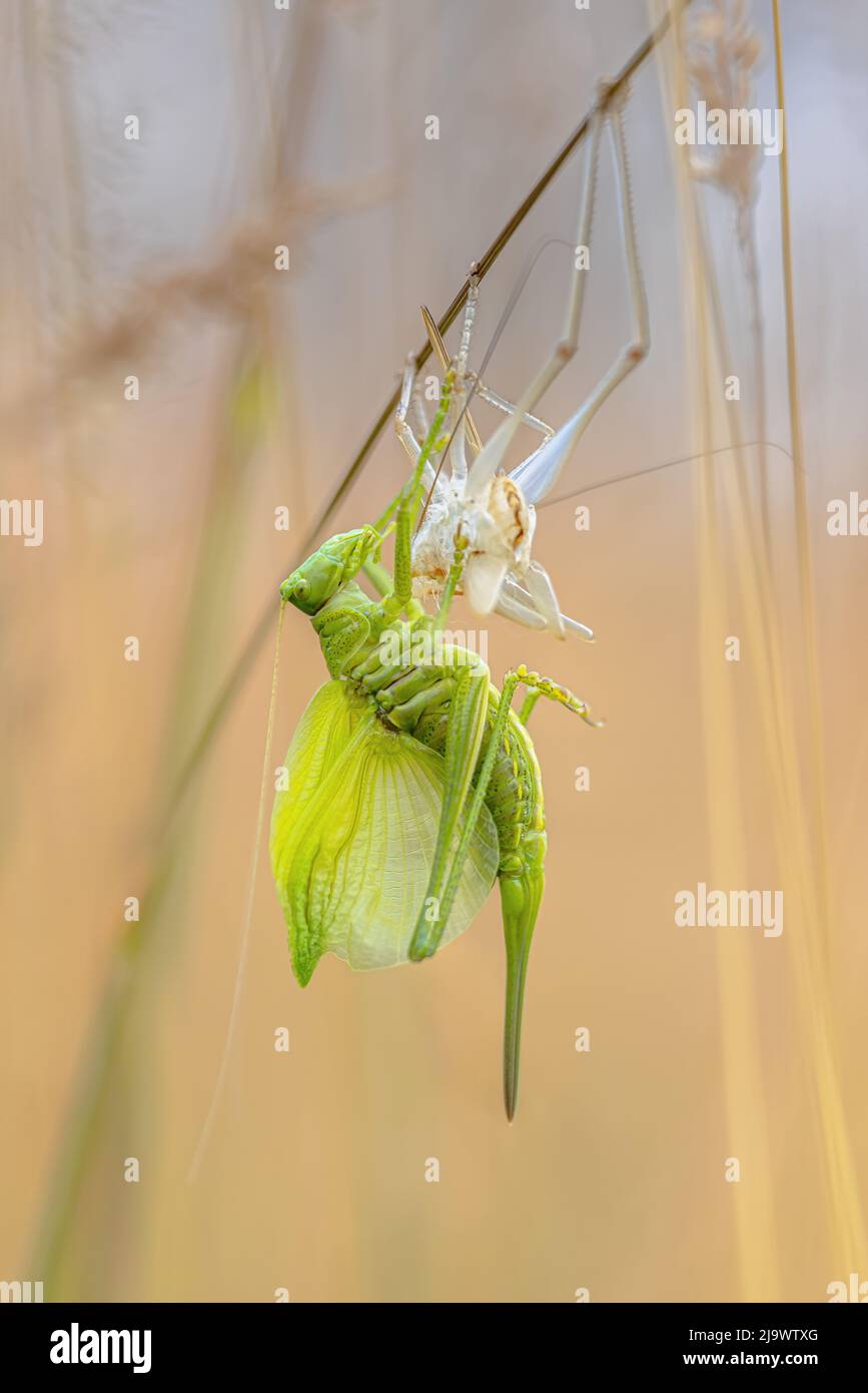 Great Green Bush-Cricket (Tettigonia viridissima) mausing für das Körperwachstum. Exoskelett oder Schuppen Haut und Heuschrecke im Gras. Stockfoto