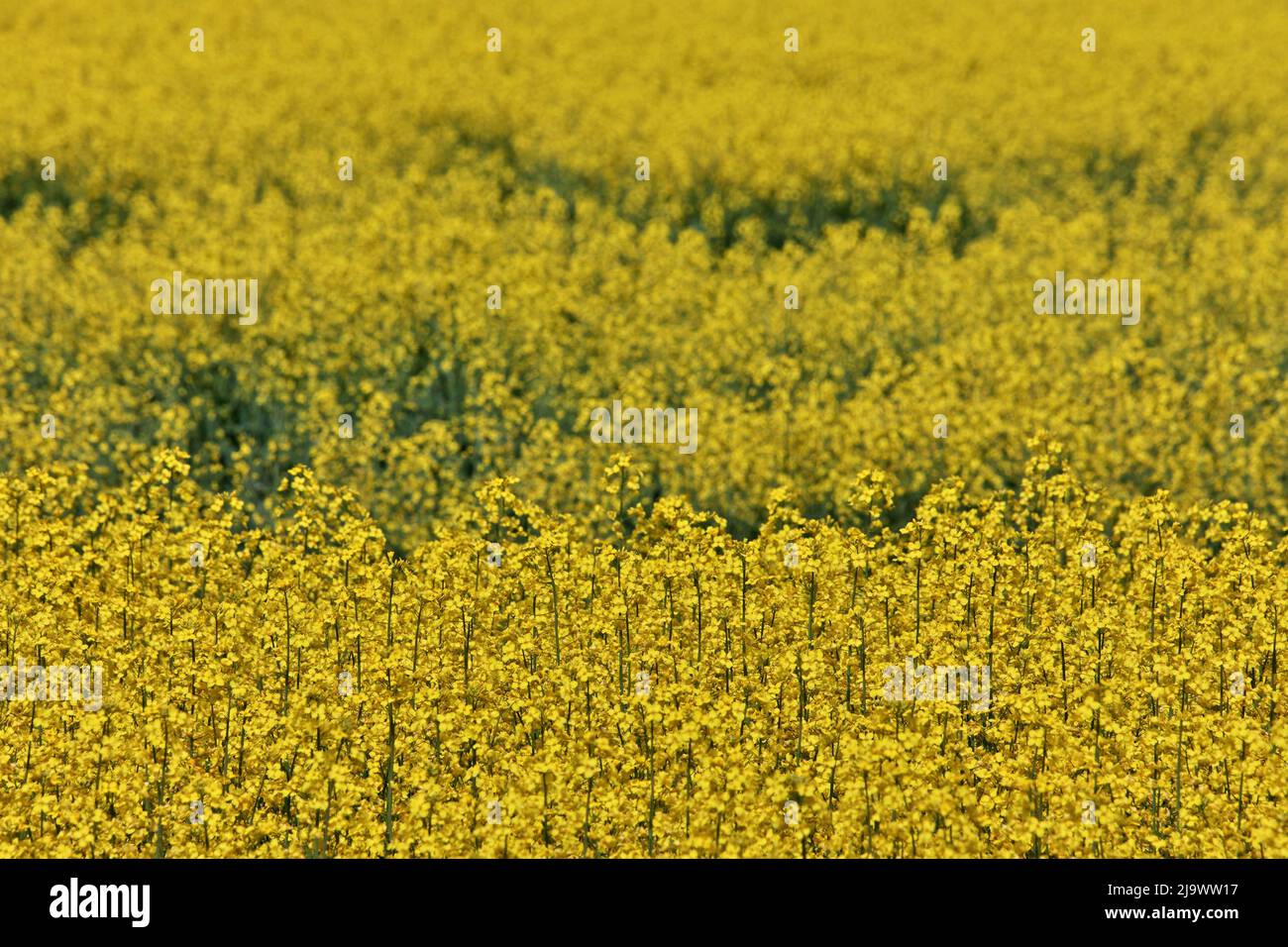 Nahaufnahme von gelben Canola-Blumen auf einem Farmfeld an einem luftigen und sonnigen Tag Stockfoto