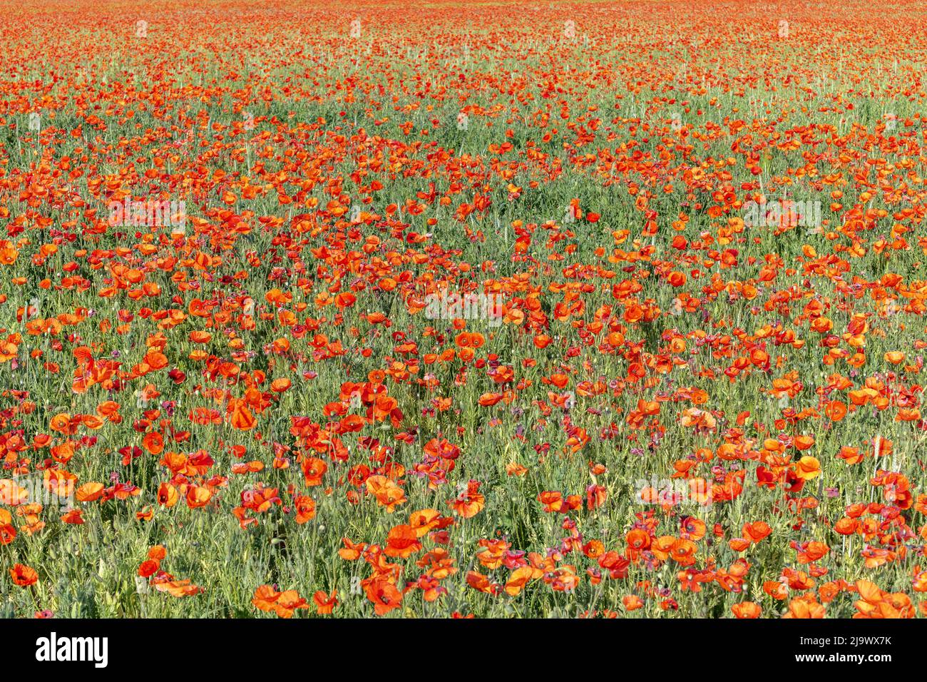 Felder gefüllt mit Mohnblumen im Frühjahr in der Ebene. Elsass, Frankreich. Stockfoto