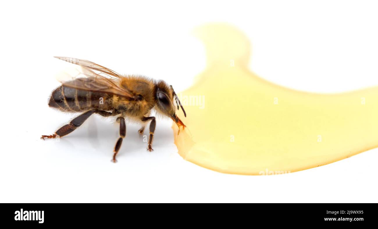Biene in der Nähe von Honigtropfen aus der Nähe isoliert auf weißem Hintergrund. Stockfoto