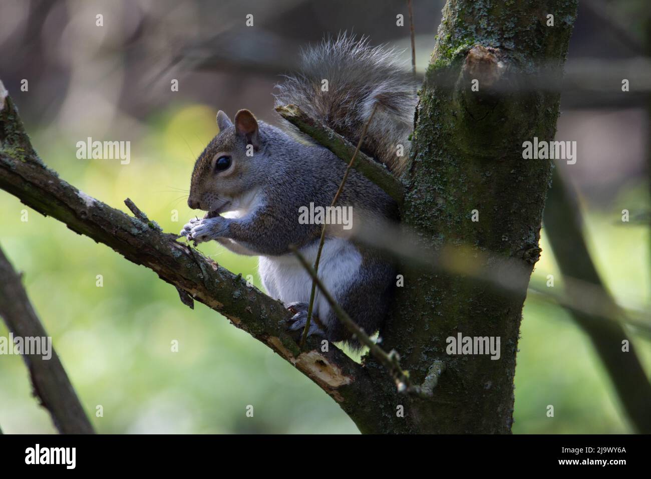 Ein einzelnes Grauhörnchen (Sciurus carolinensis) saß in einem Baum und aß eine Nuss mit strahlendem Sonnenschein im Hintergrund Stockfoto