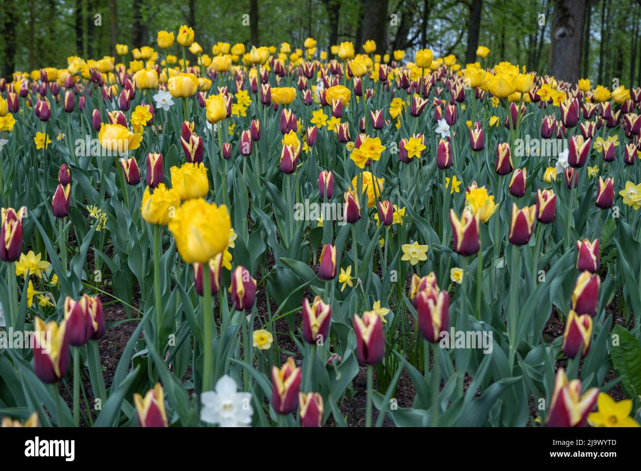 Weiße Narzisse stechen in einem Feld rot-gelber Tulpen hervor. Stockfoto