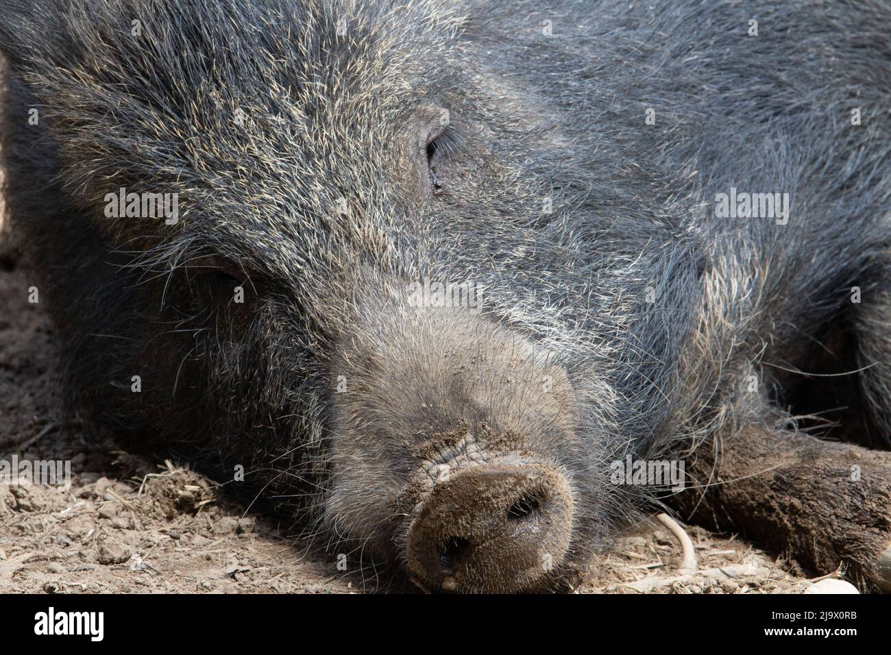 Nahaufnahme eines einzigen Gesichts eines Wildschweines (Sus scrofa) mit einer schmutzigen Nase Stockfoto