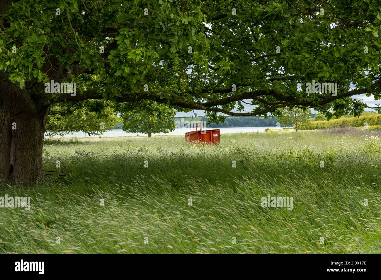 Ein roter sprung mitten auf einer grünen Wiese Stockfoto