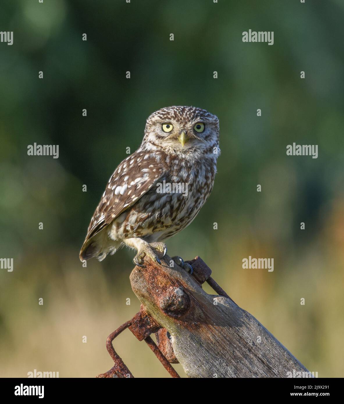 Kleine Eule In Der Nähe. Athene noctua. Selby North Yorshire Stockfoto