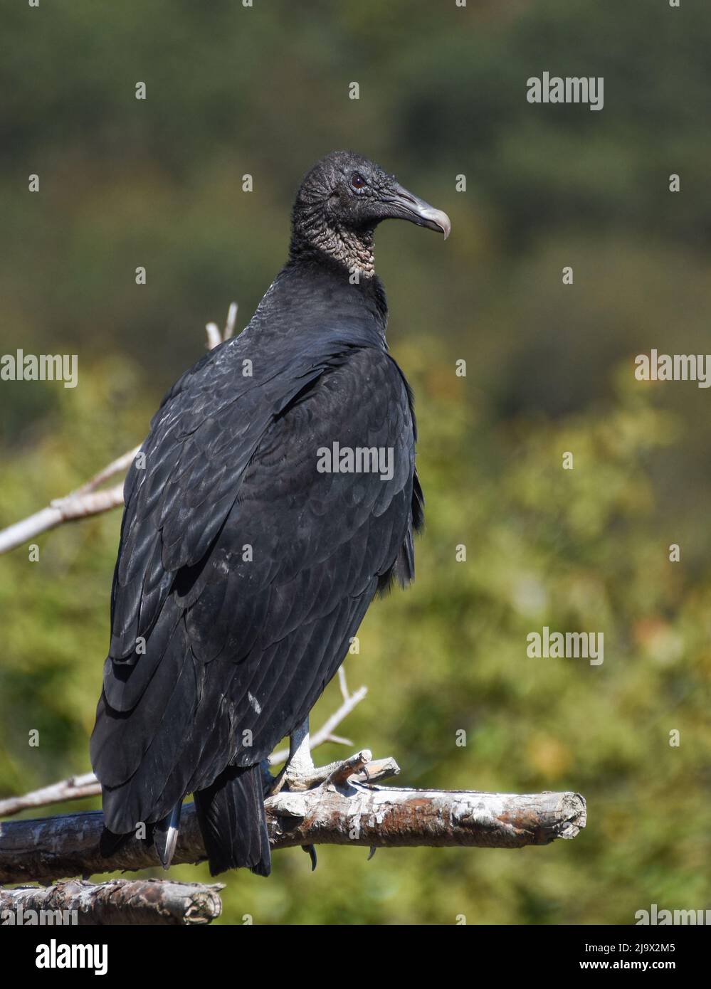 Black Vulture in Hawk Mountain Sanctuary, Pennsylvania. Osteuropa. Coragyps atratus Stockfoto