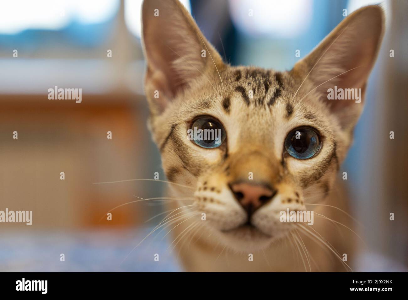 Porträt einer Hauskatze. Eine Mischung aus bengalischen und orientalischen Rassen Stockfoto