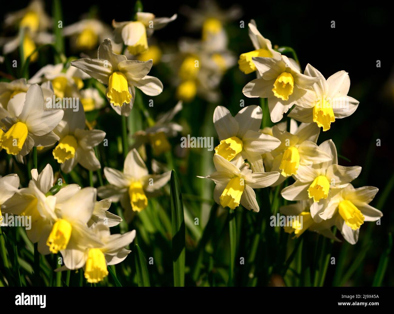 Narzissen vor einem unfokussieren Hintergrund. Stockfoto