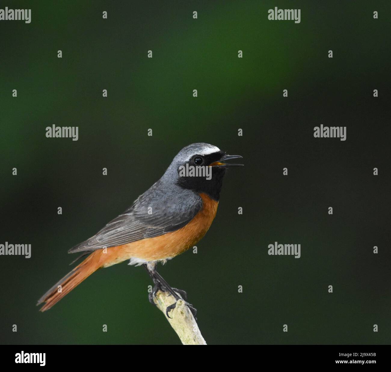 Common Redstart – Männlich. Phoenicurus phoenicurus Stockfoto