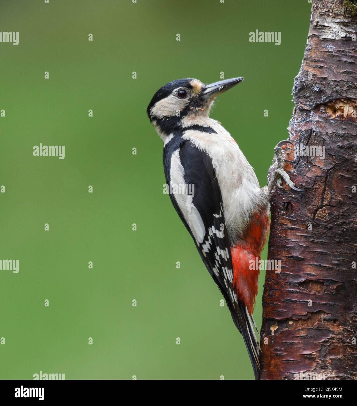 Männlicher Buntspecht. Dendrocopos major. Stockfoto