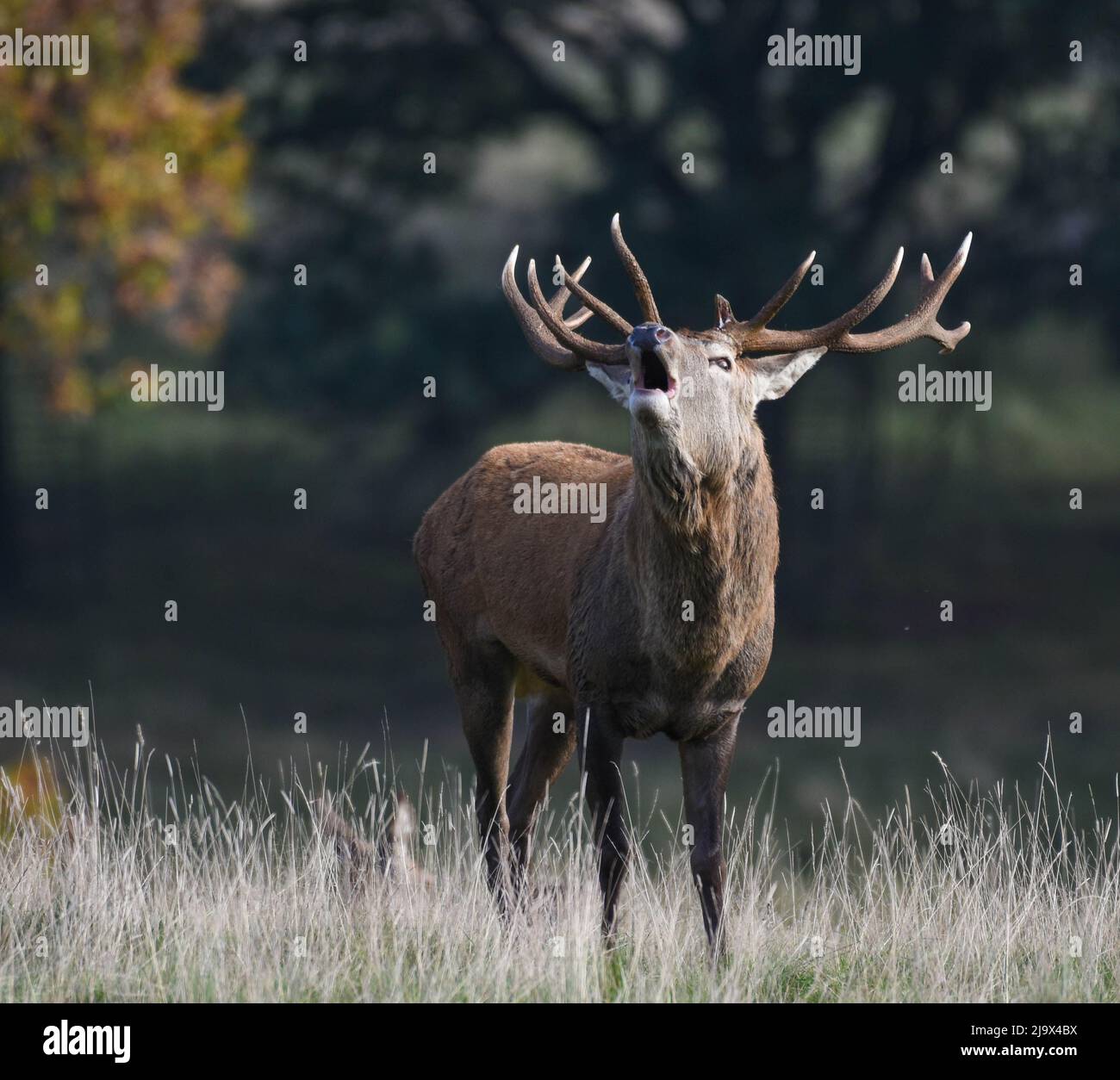 Rothirsch-Hirsch Brüllt Während Der Brunftzeit. National Trust, Studley Royal. Cervus elaphus Stockfoto