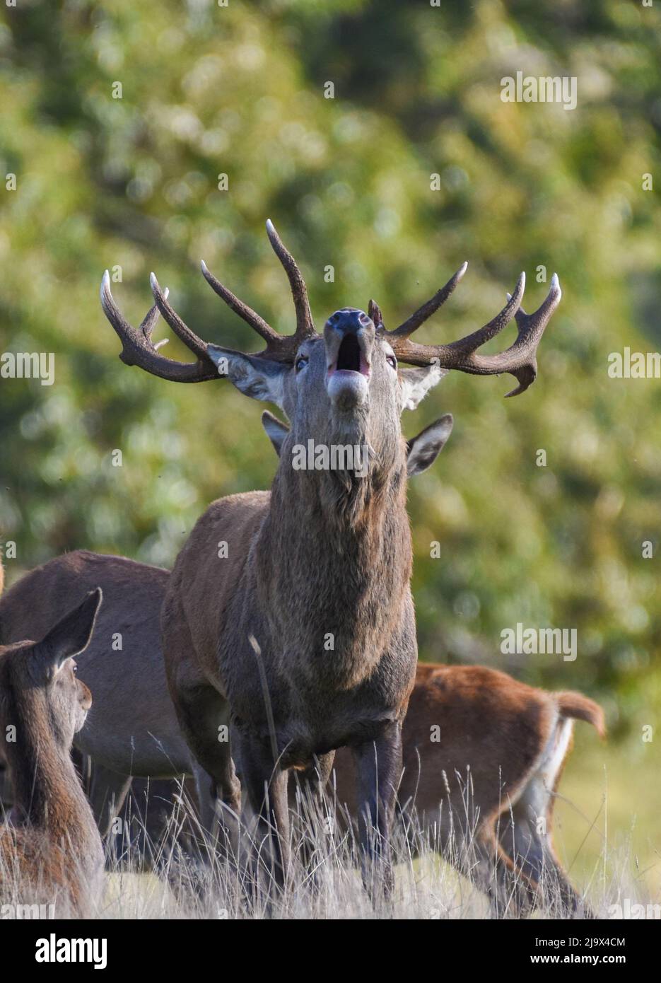 Rothirsch-Hirsch Brüllt Während Der Brunftzeit. National Trust, Studley Royal. Cervus elaphus Stockfoto
