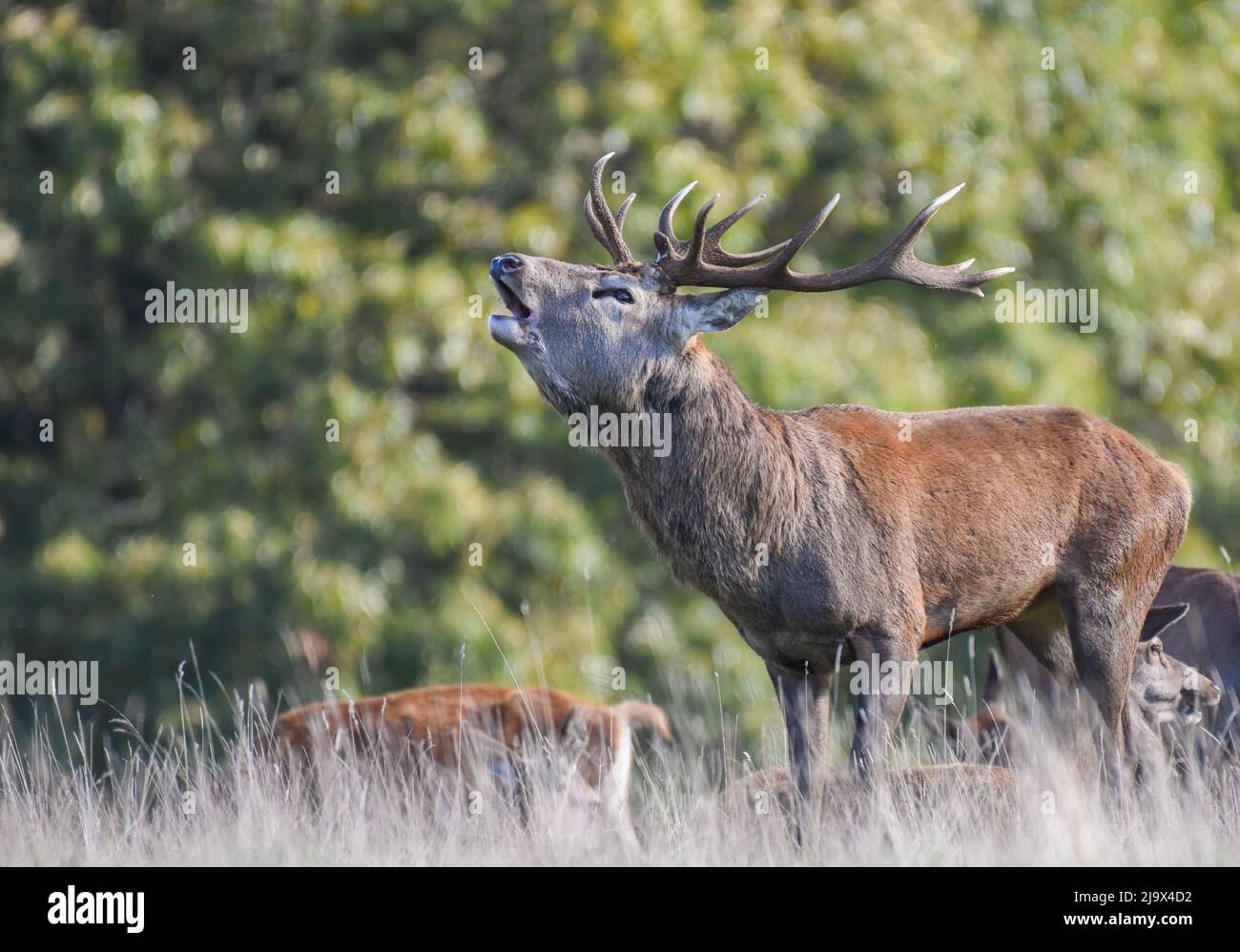 Rothirsch-Hirsch Brüllt Während Der Brunftzeit. National Trust, Studley Royal. Cervus elaphus Stockfoto