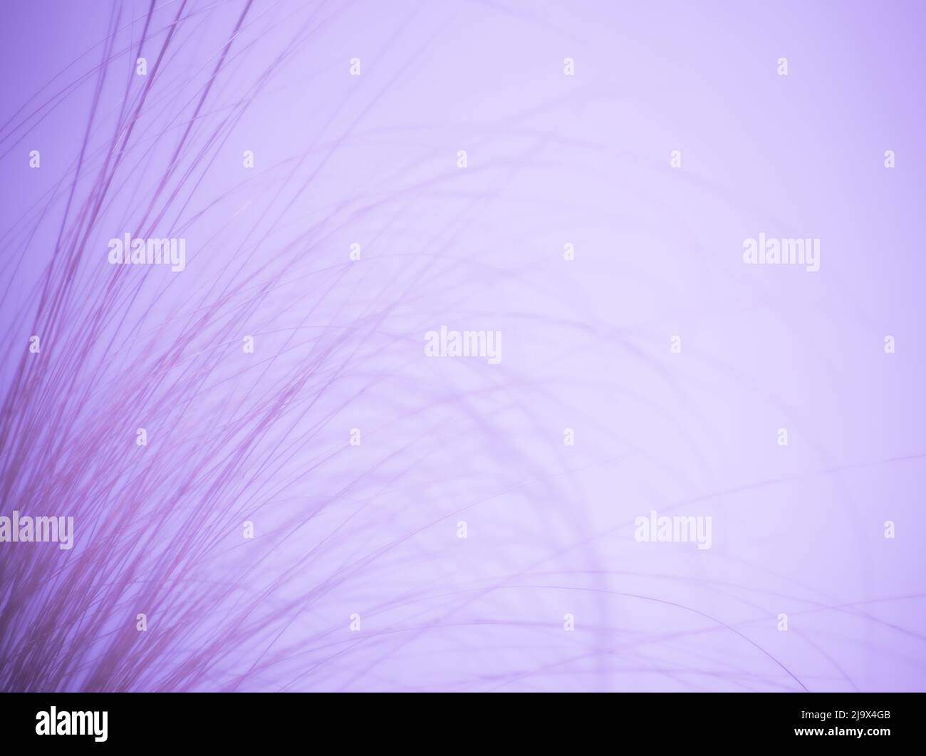 Abstrakter Hintergrund von Klingen aus hohem Gras. Stockfoto