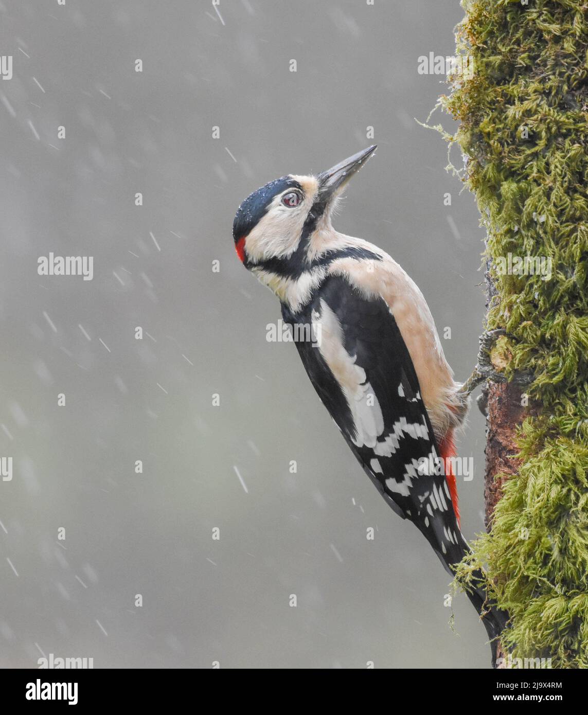 Männlicher Großspecht im Regen. Schottland, Großbritannien. Dendrocopos major Stockfoto