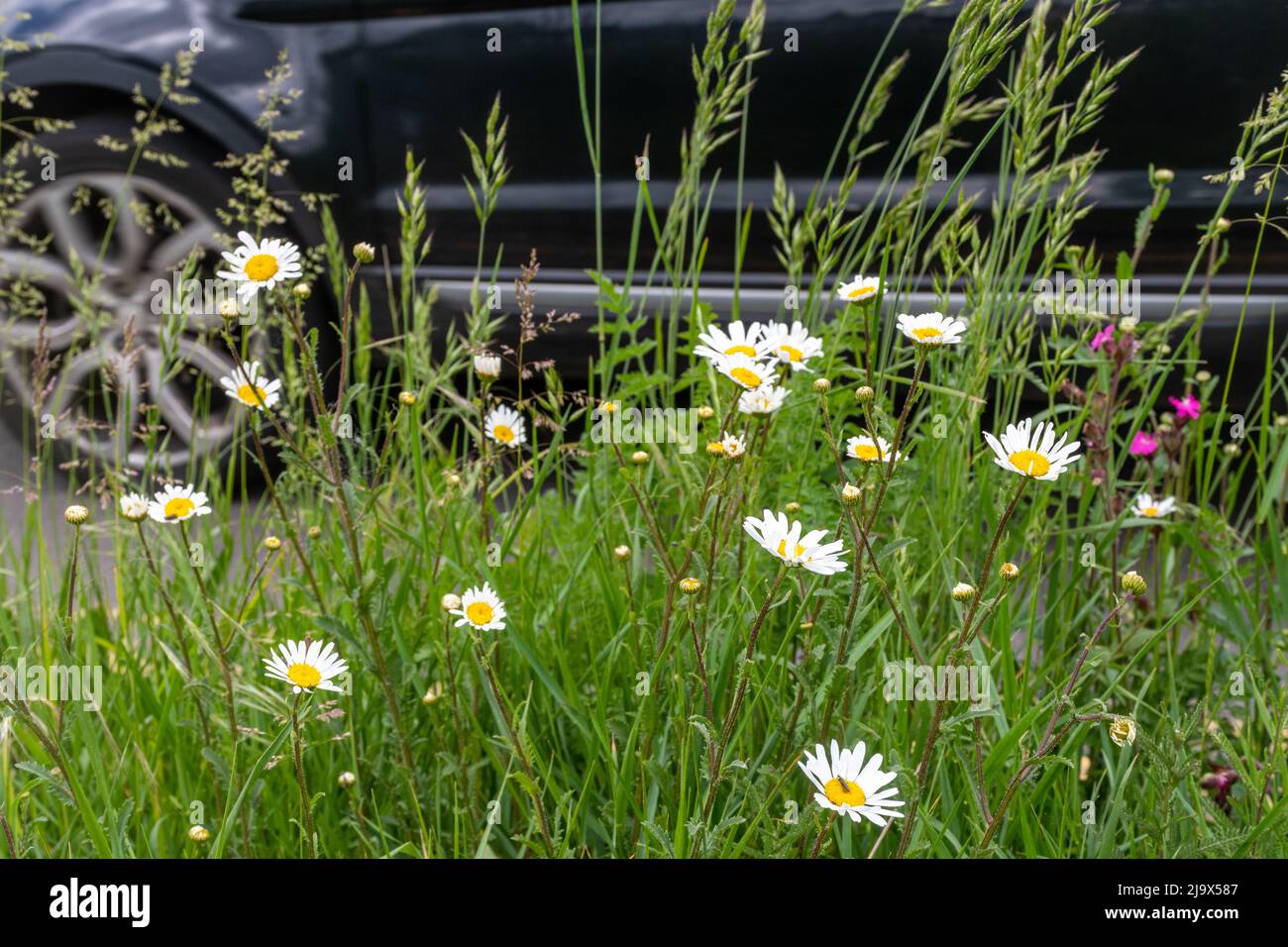 Wildblumen-Straße im Mai mit einem Auto vorbei an den Wildblumen, Surrey, England, Großbritannien Stockfoto