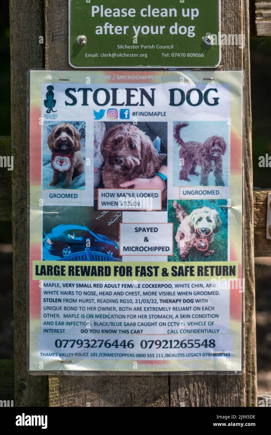 Gestohlenes Hundeplakat über einen vermissten Therapiehund, Hampshire Countryside, England, Großbritannien Stockfoto