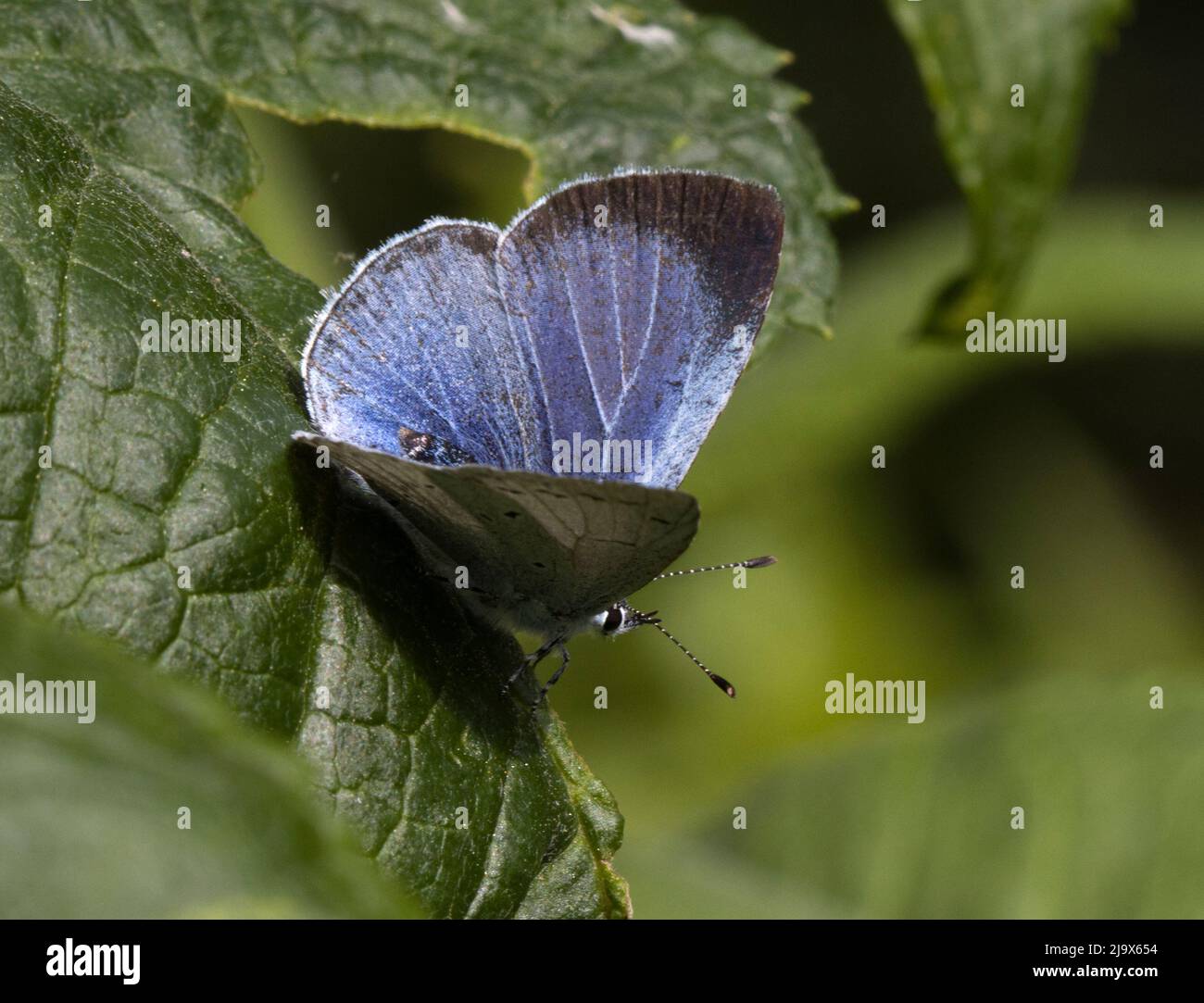 Weibliche Holly Blue Butterfly Celastrina argiolus Stockfoto