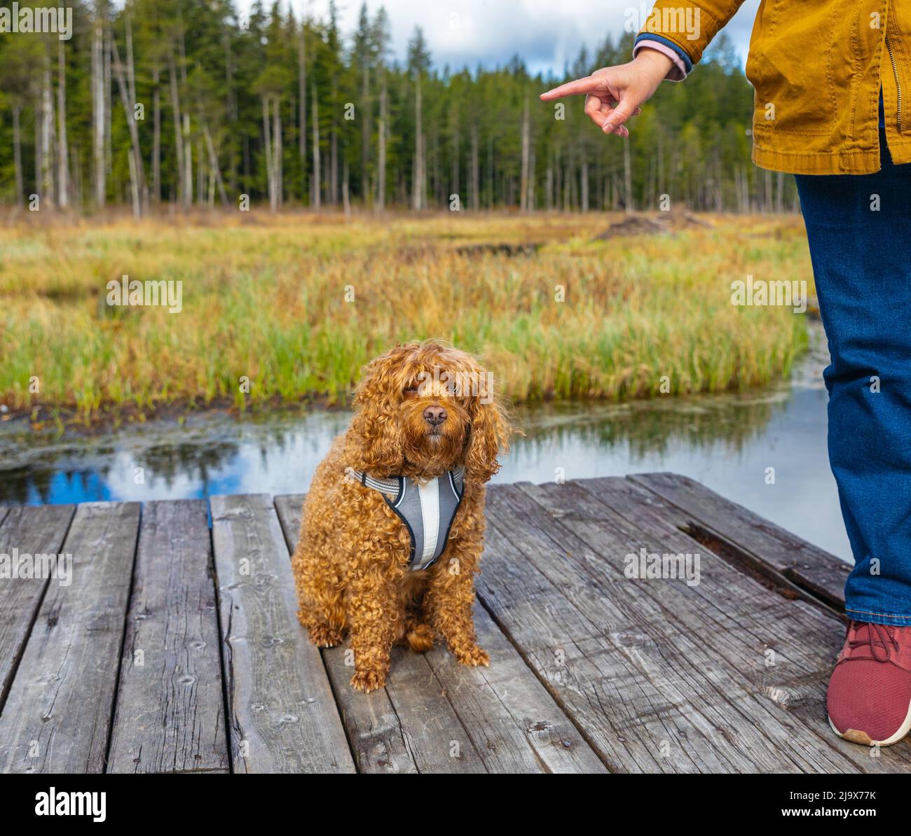 Frau, die Hund im Park trainiert. Sit-Befehl. Straßenfoto, selektiver Fokus. Cavapoo Hund im Park, gemischt, Rasse von Cavalier King Charles Spaniel und Stockfoto