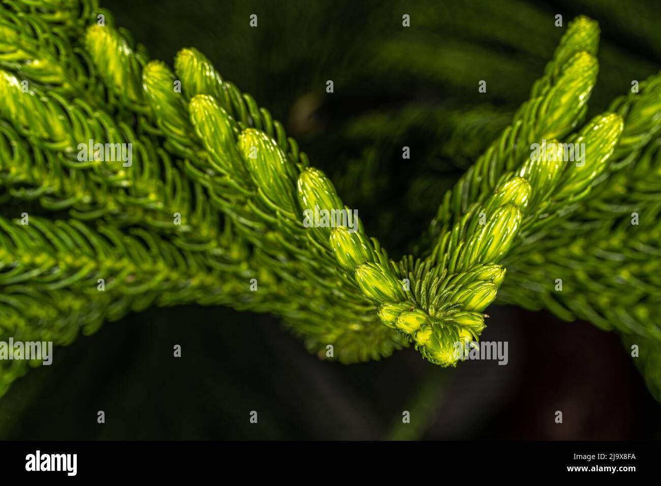 Blätter der Norfolk Island Pine (Araucaria heterophylla) Stockfoto