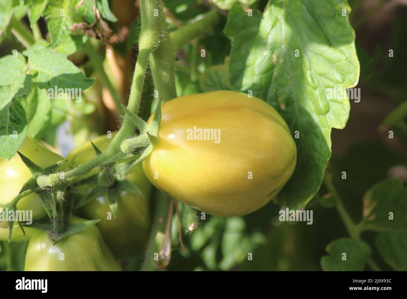 Grüne und orangefarbene Tomaten wachsen auf einer Pflanze in einem Küchengarten in Nieuwerkerk Stockfoto
